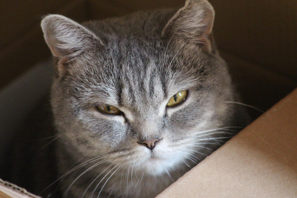 Why Do Cats Love Cardboard?