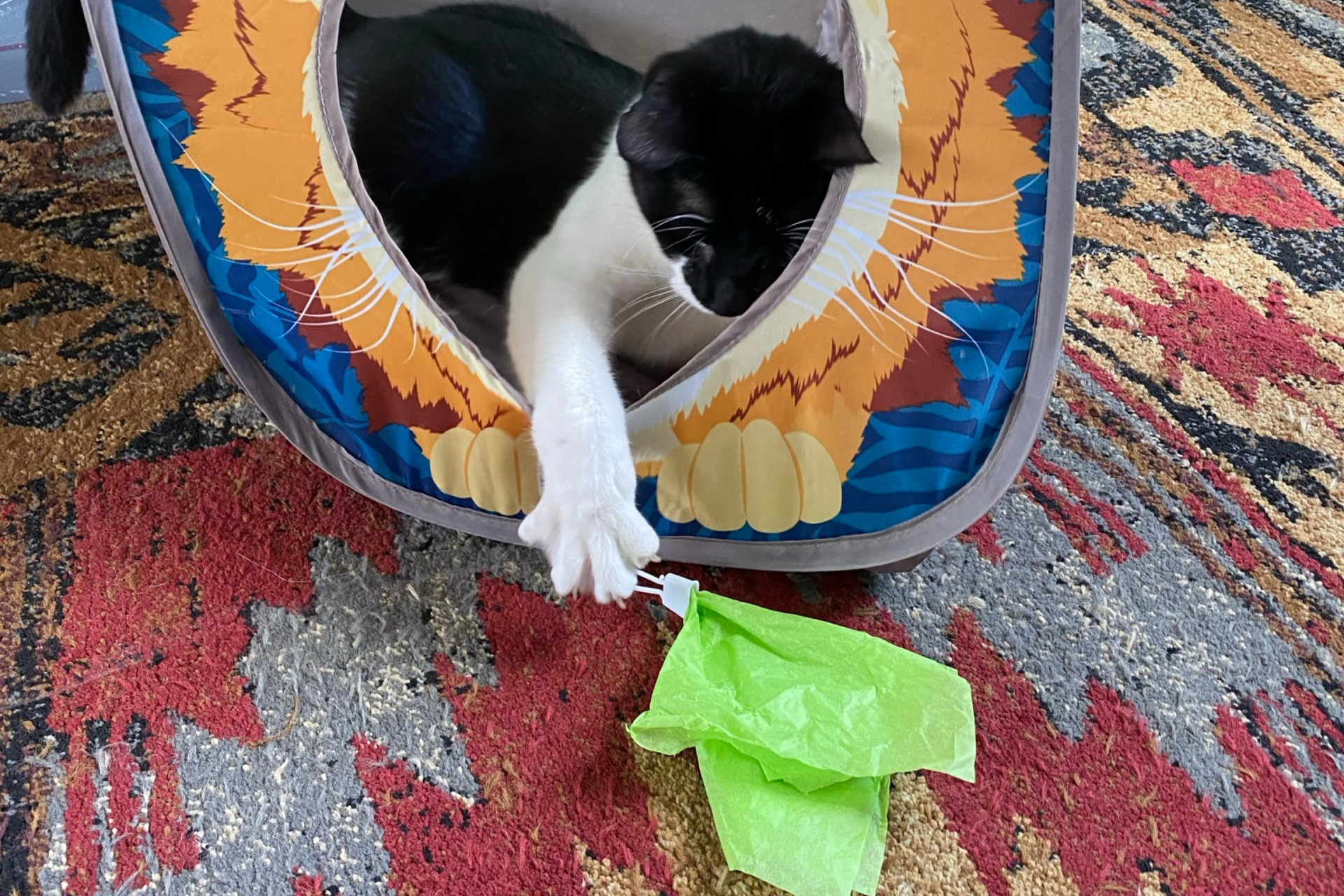 Why I stopped declawing my cats