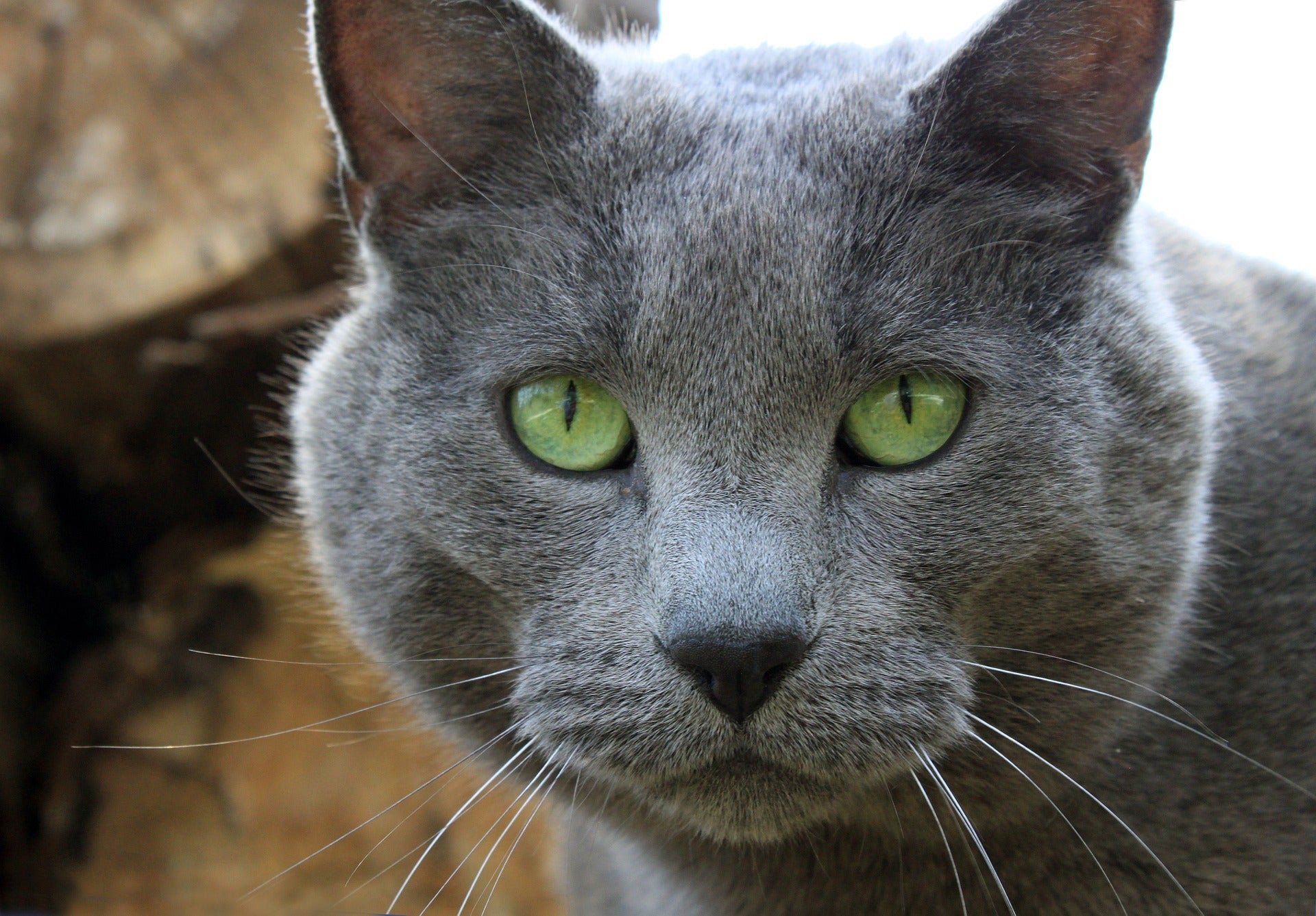 What’s a Healthy Weight for My Cat?