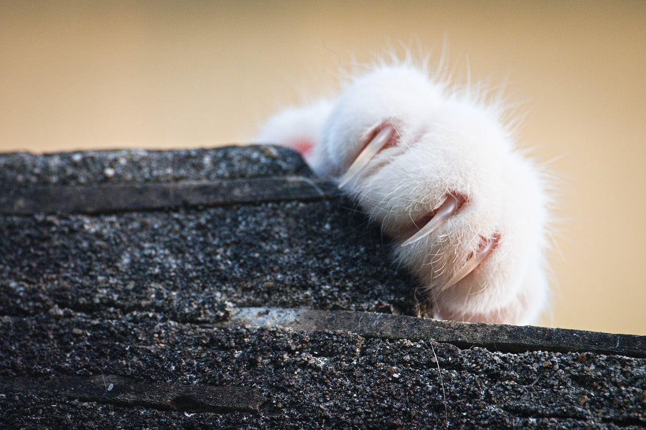 Declawing is Not the Solution – Scratch Posts Are