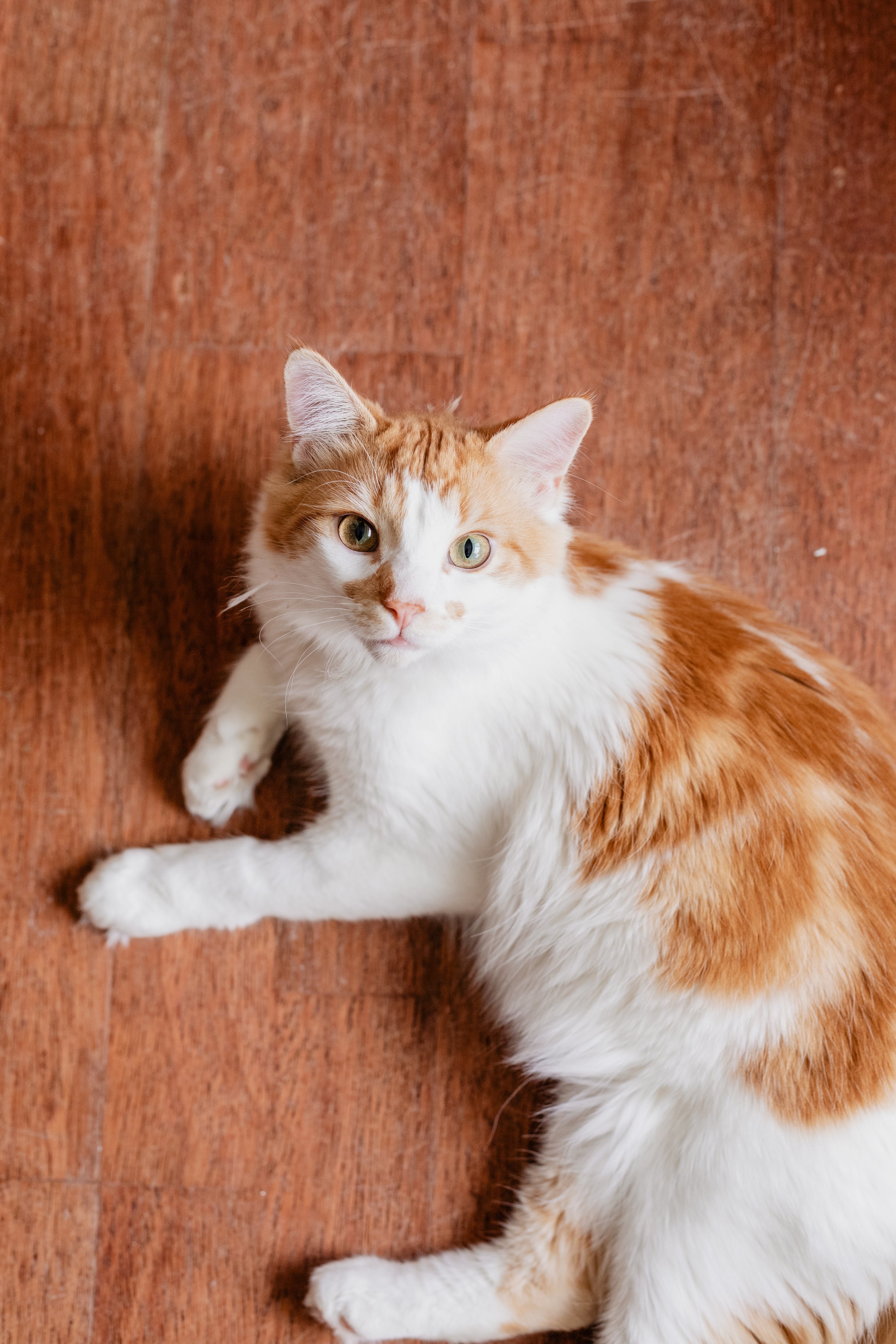 6 Brain Games for Your Cat (and You!)