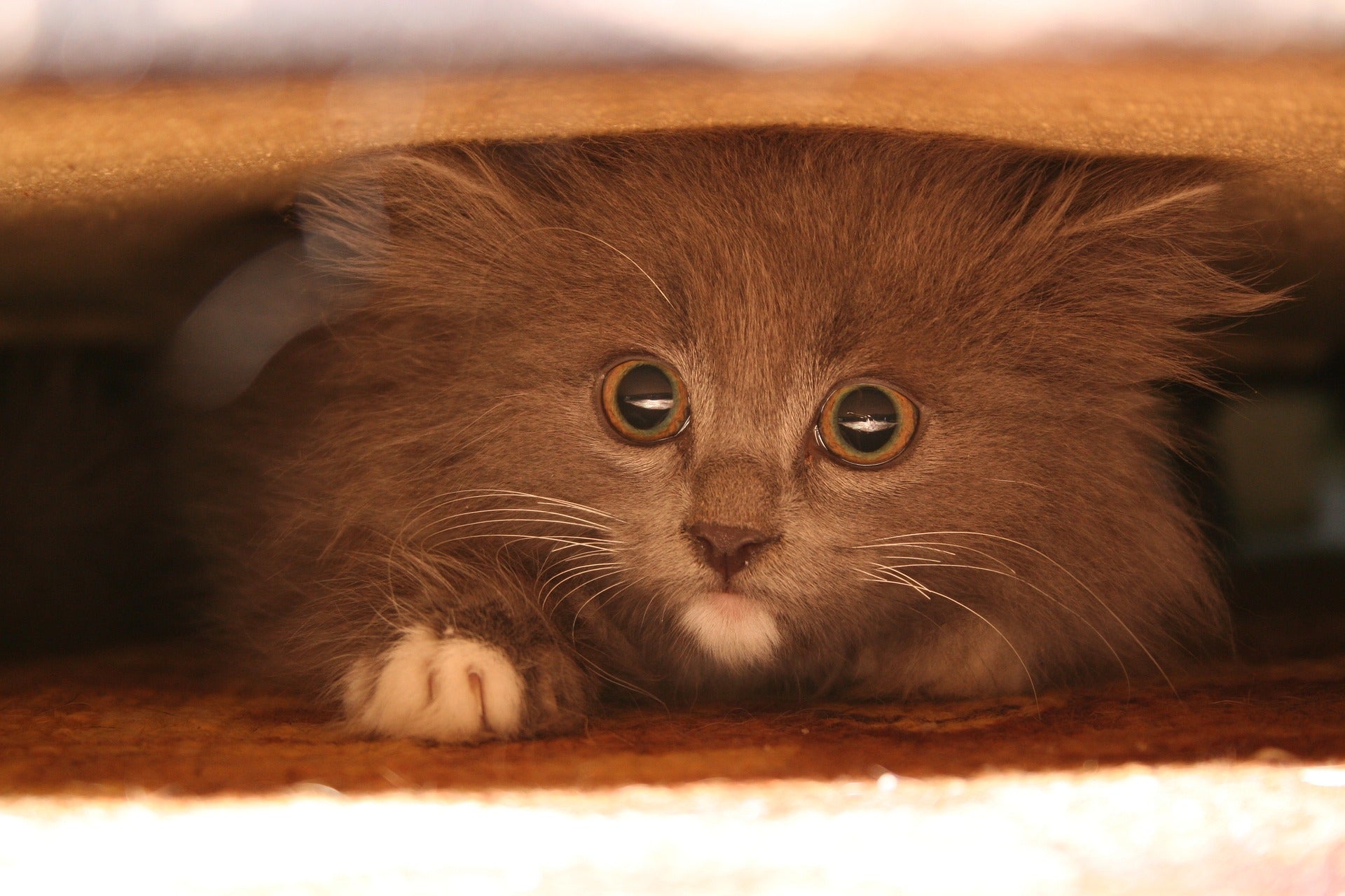 Why Every Cat Needs a Place to Hide