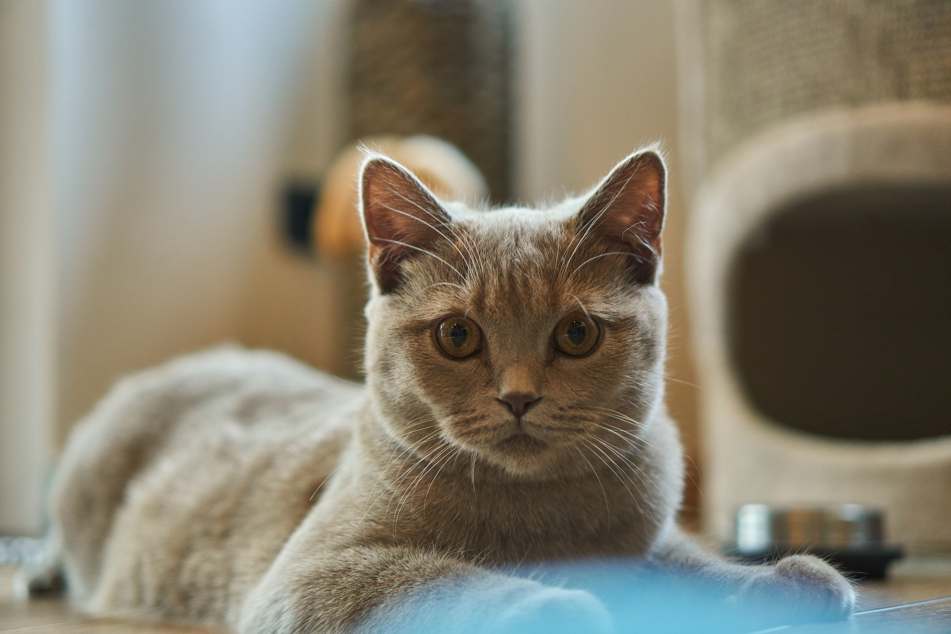 How to Save Money on Cat Toys