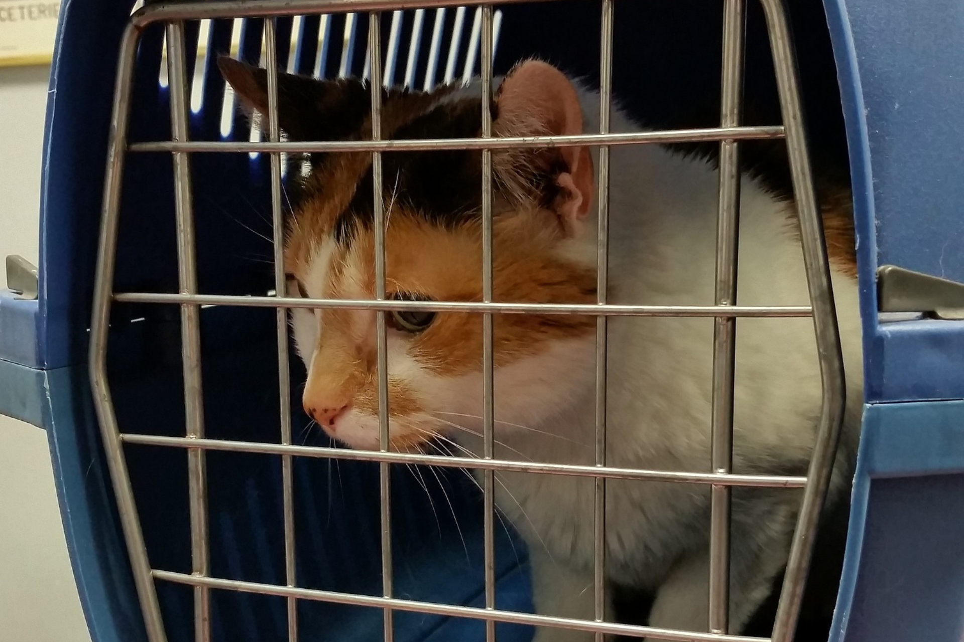 How to Travel with your Cats