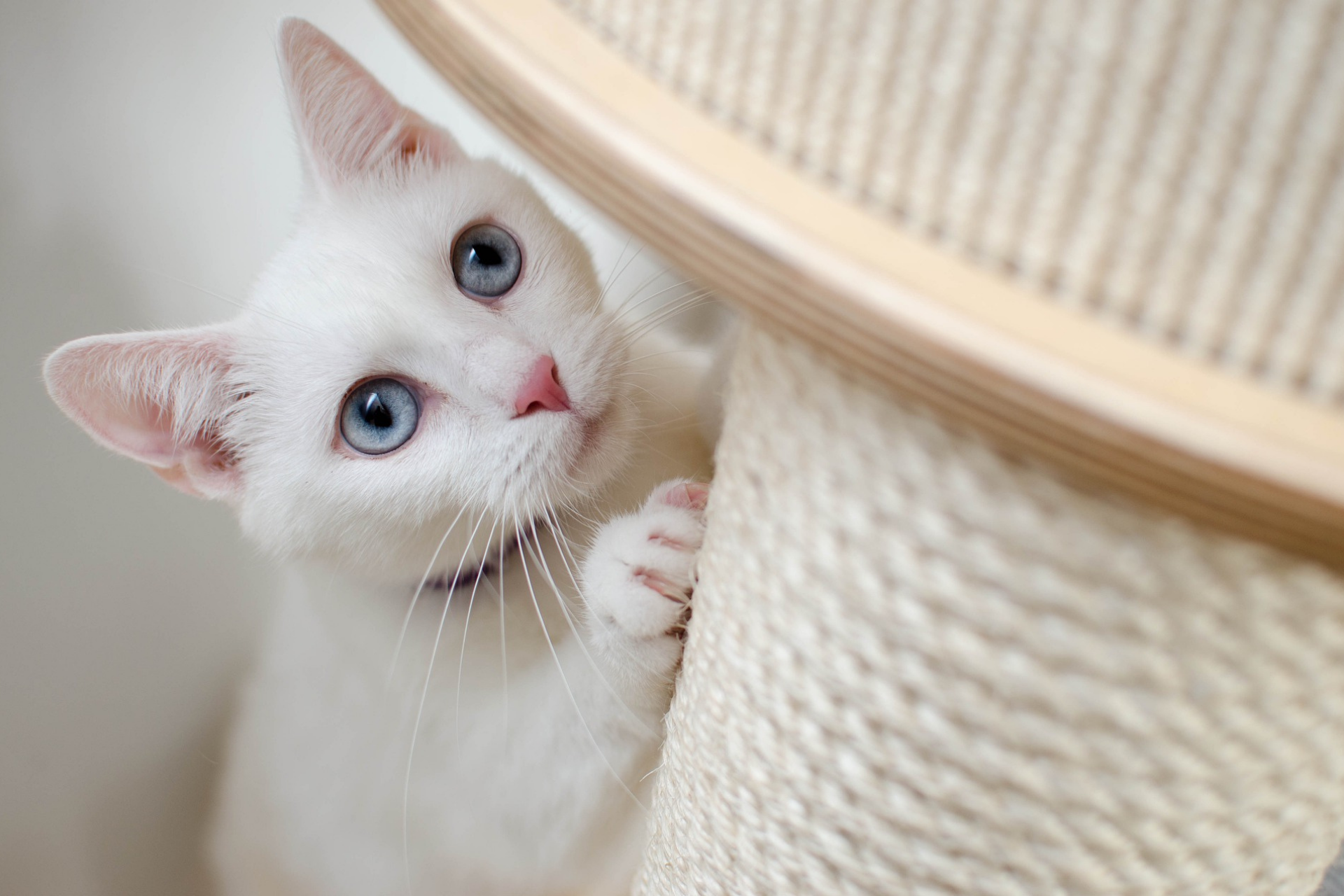 Claws are your cat's best tool