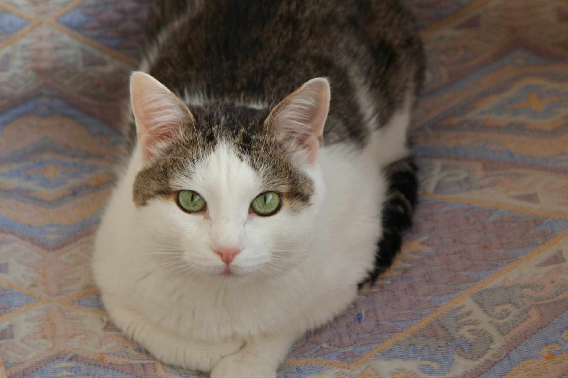 Is Your Kitty a Couch Potato?