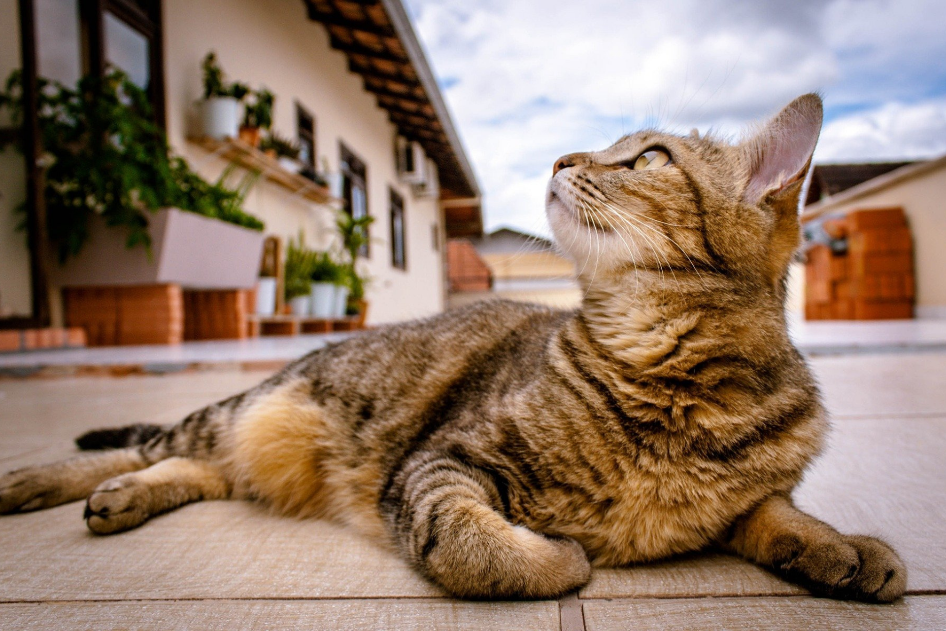 Top 5 Issues Cats Would Want to Vote On