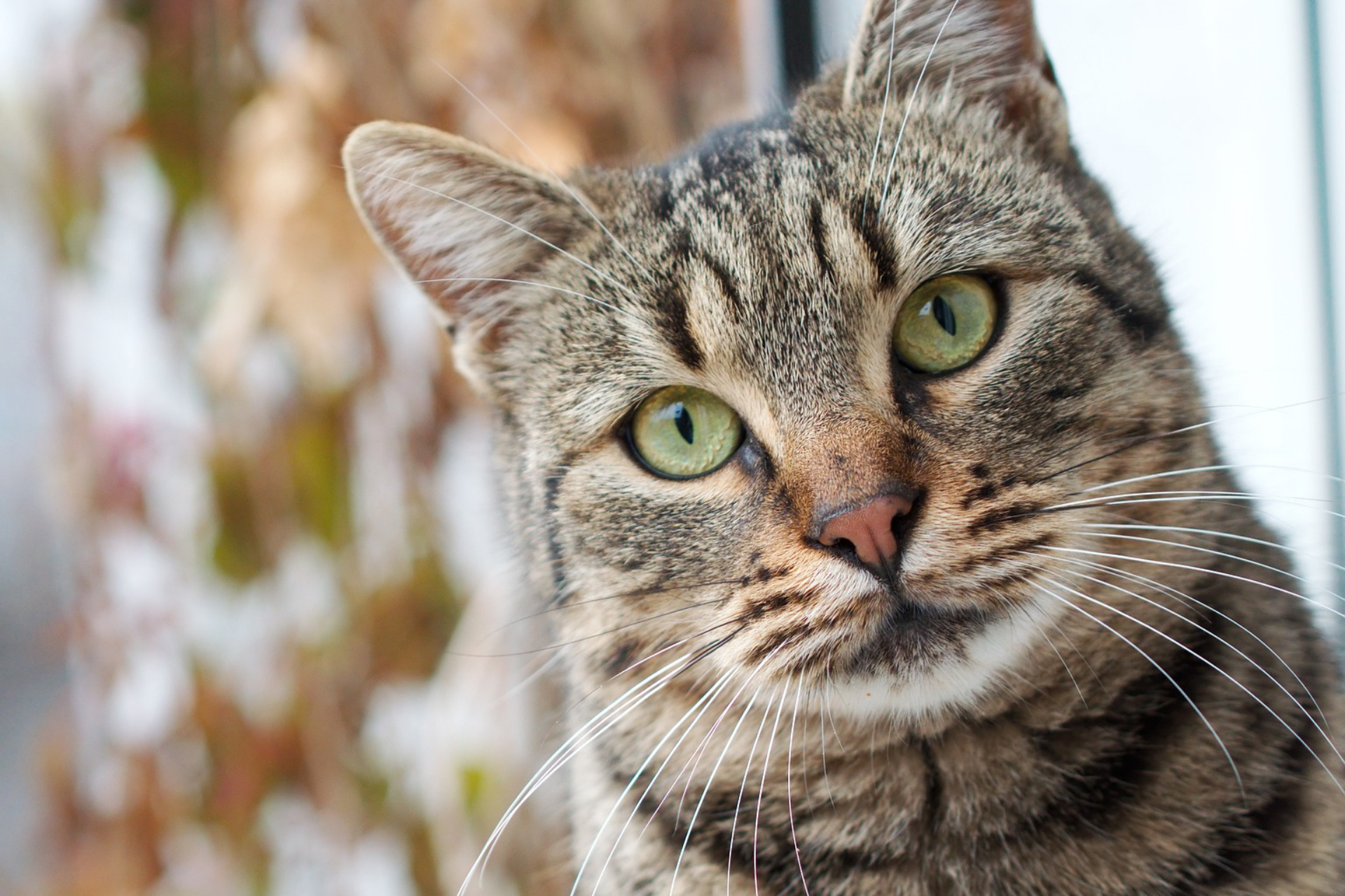 Is Your Cat Craving Attention?