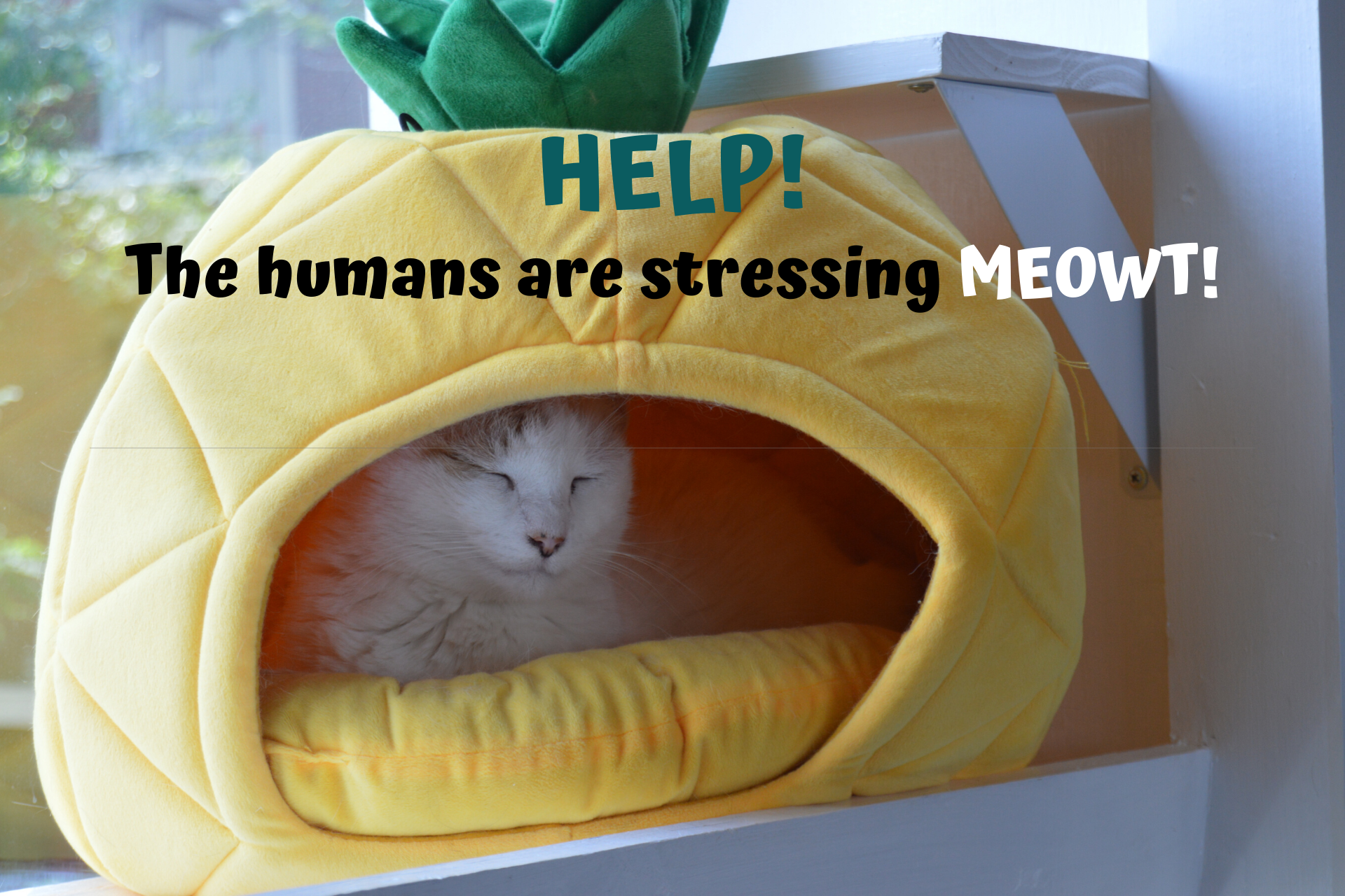 Are you bothering your cat by being home all day?