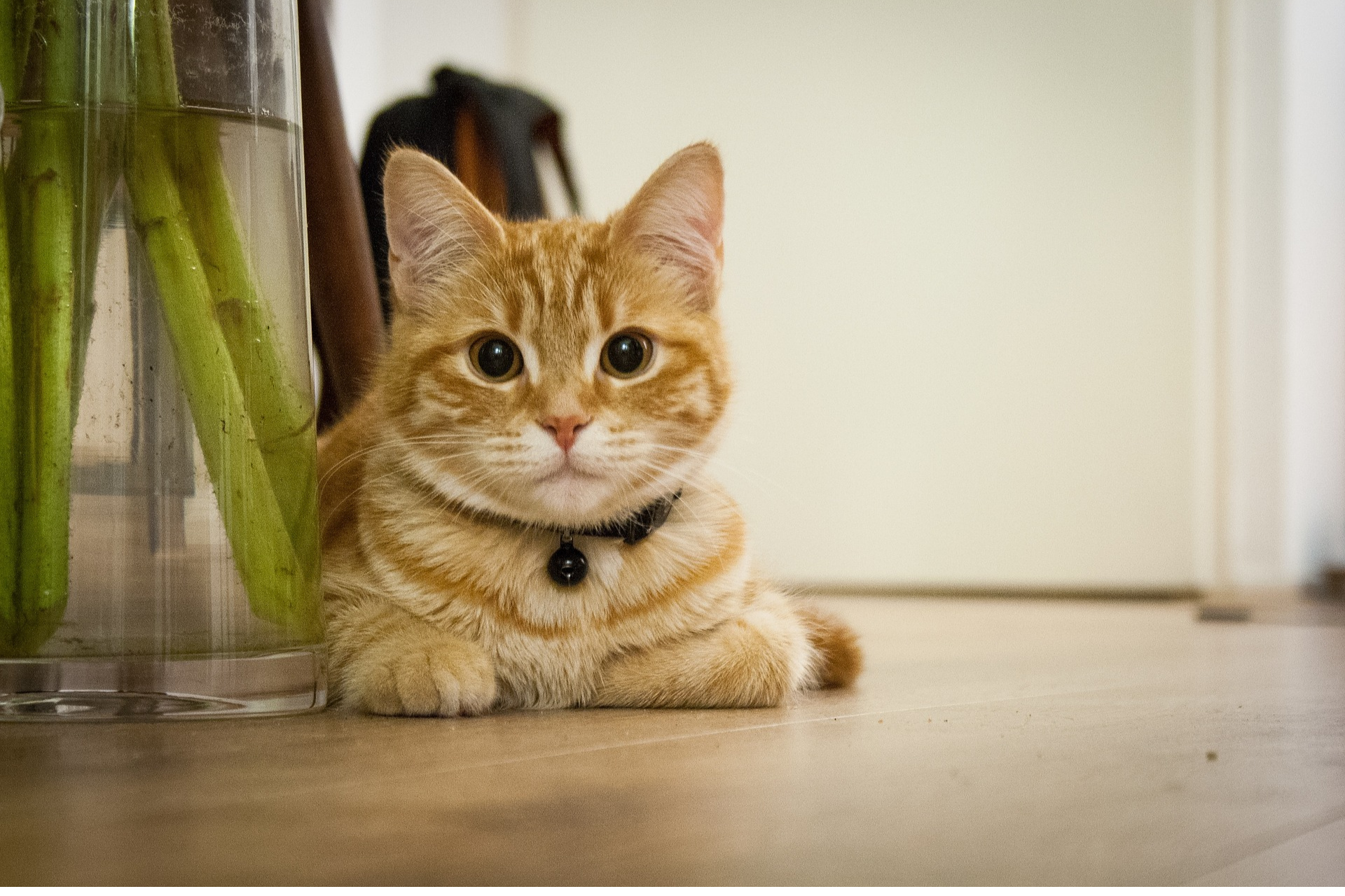 How to keep your cat healthy