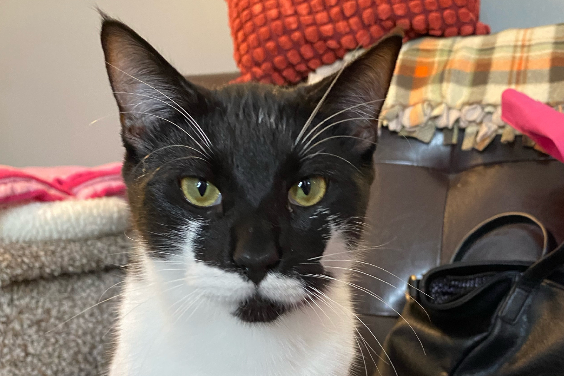 Can feline enrichment help fight disease?
