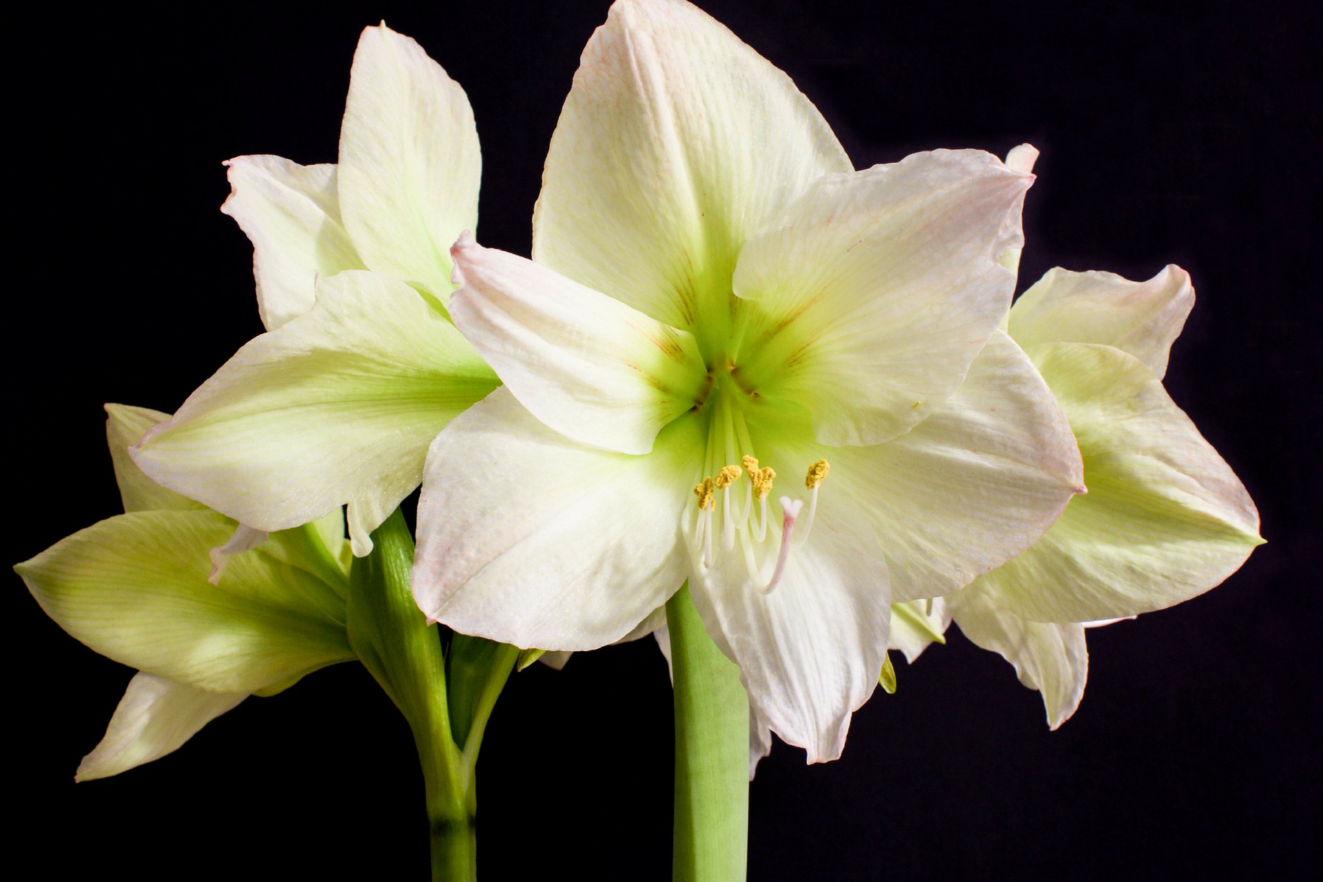 Help Prevent Lily Toxicity and Save a Cat's Life