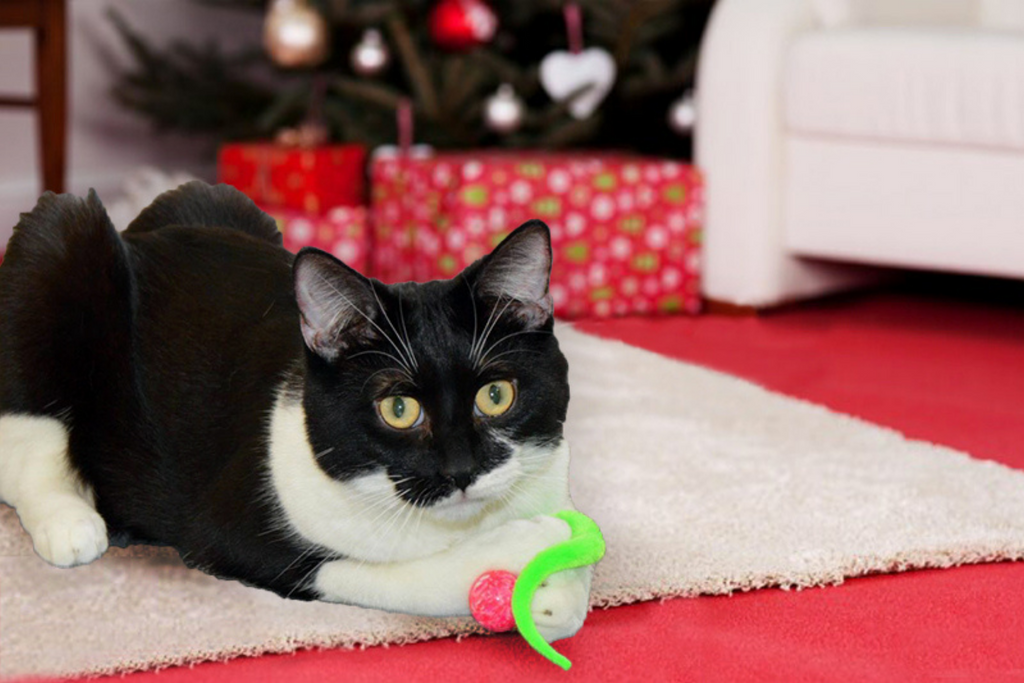 The Ultimate Holiday Gift Guide for Cats