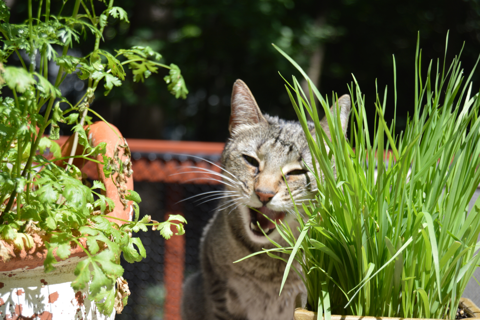 Why do cats eat houseplants?