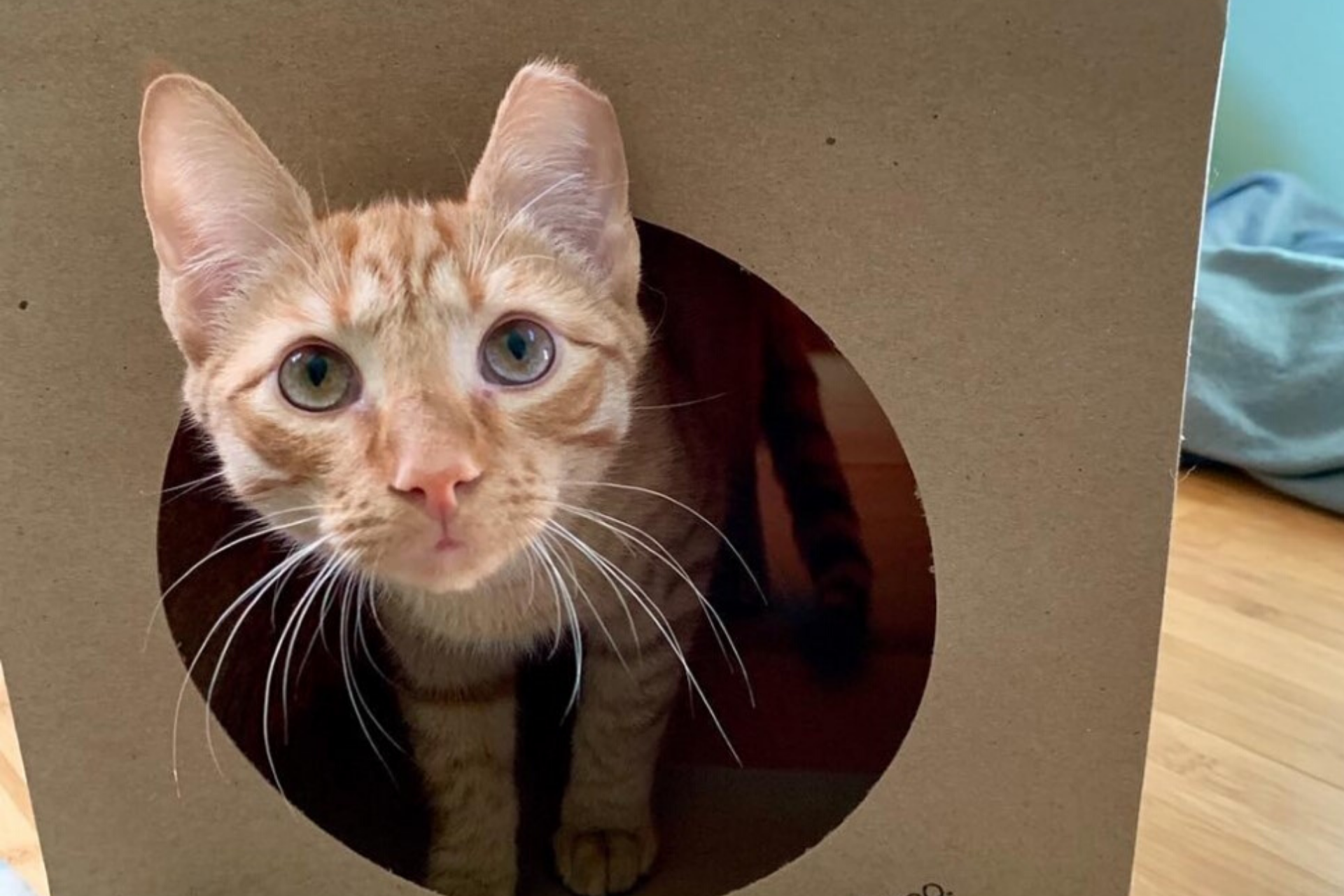 Sick of social distancing? So is your cat