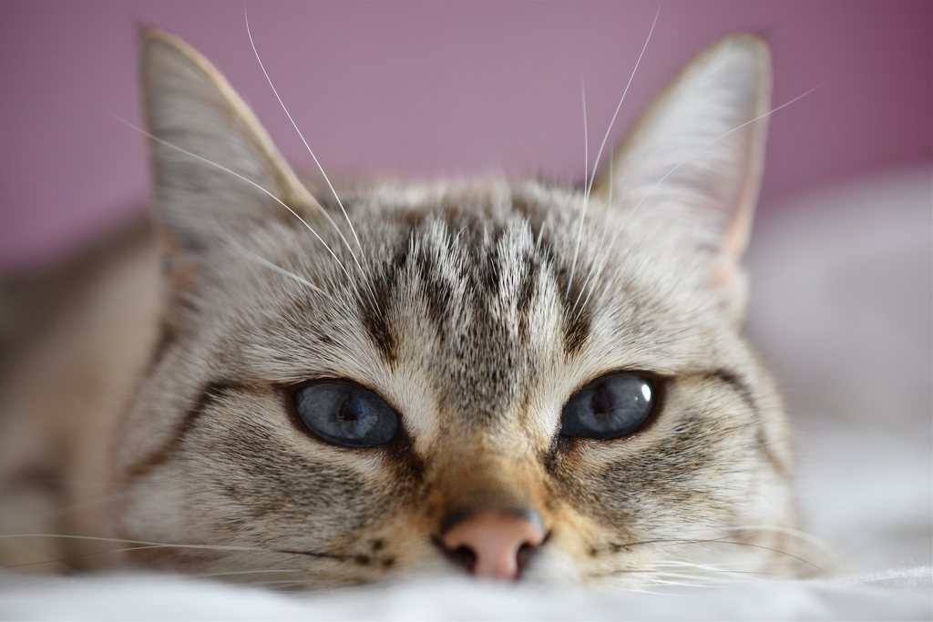 Top 3 reasons to enjoy life indoors with your cat