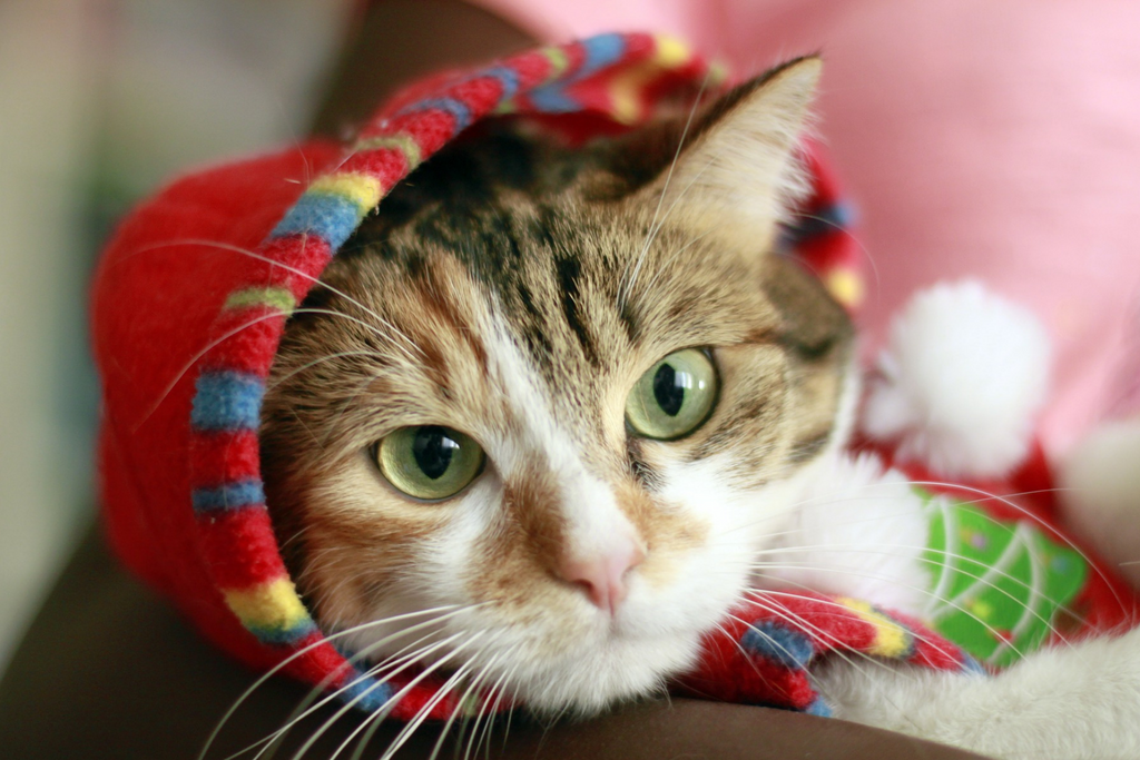 How to keep your cat warm and cozy