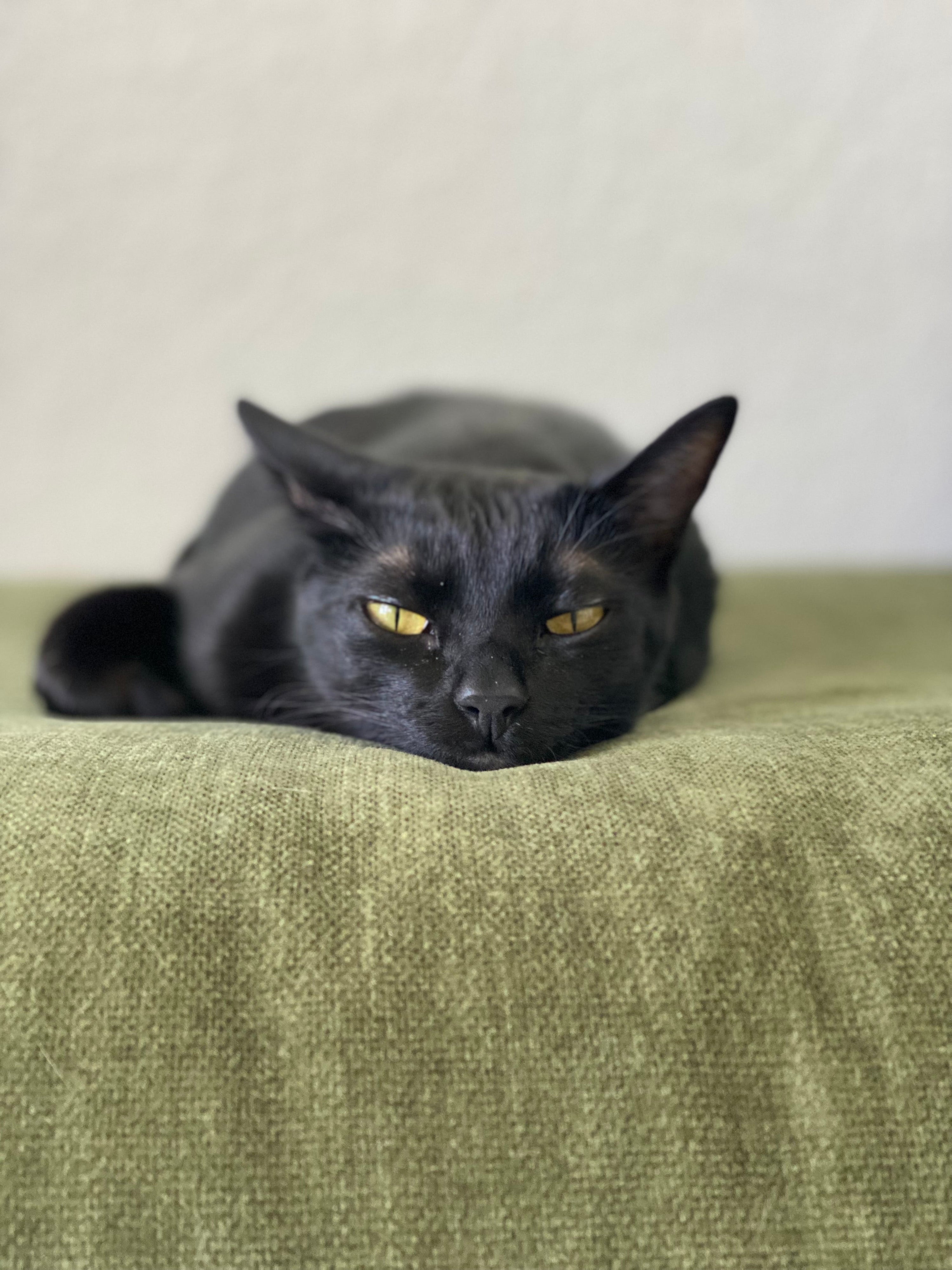 black cat laying on green blanket, photo credit: keya vadgama x dupe