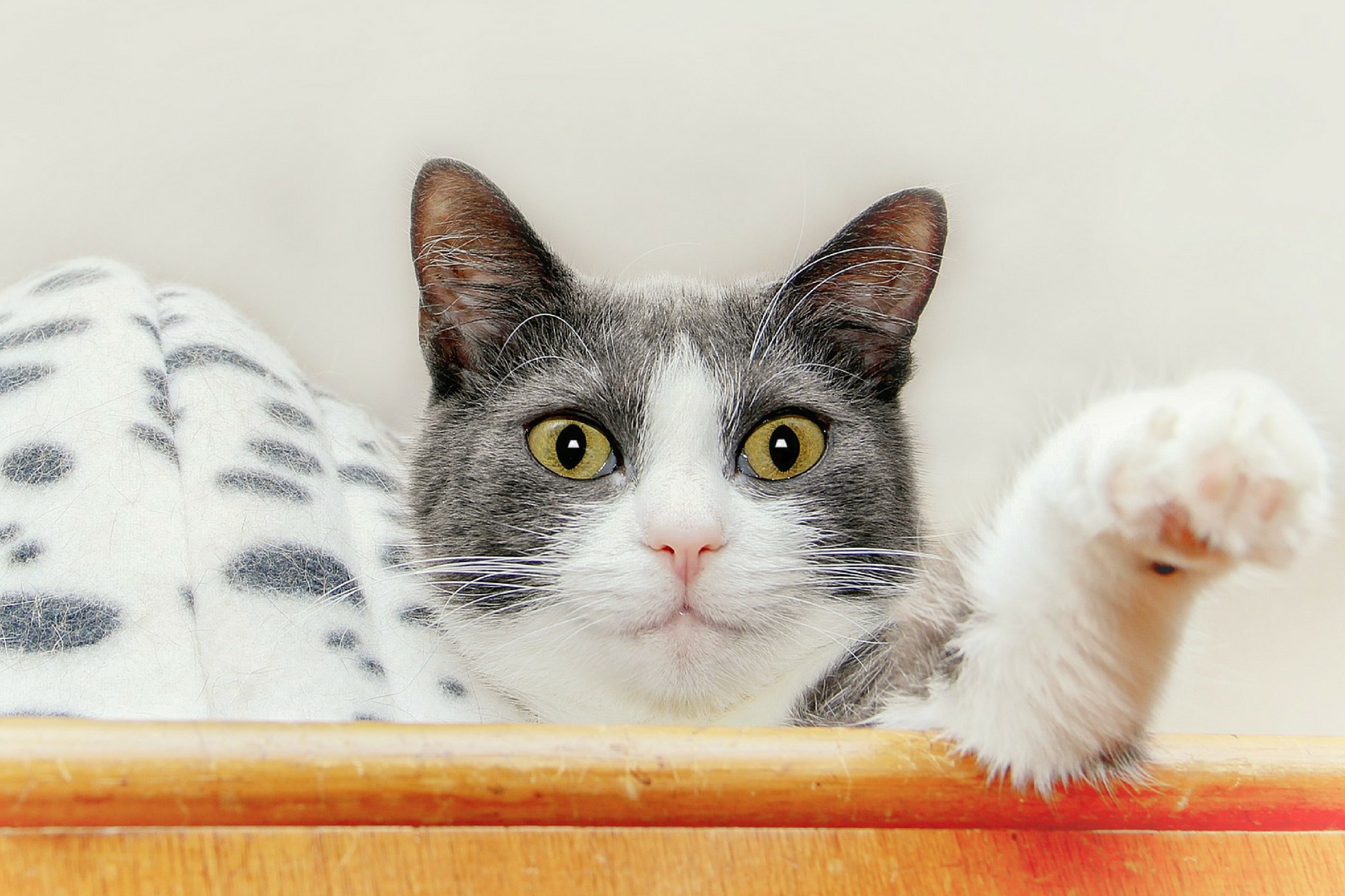 Cats who love to knock things down