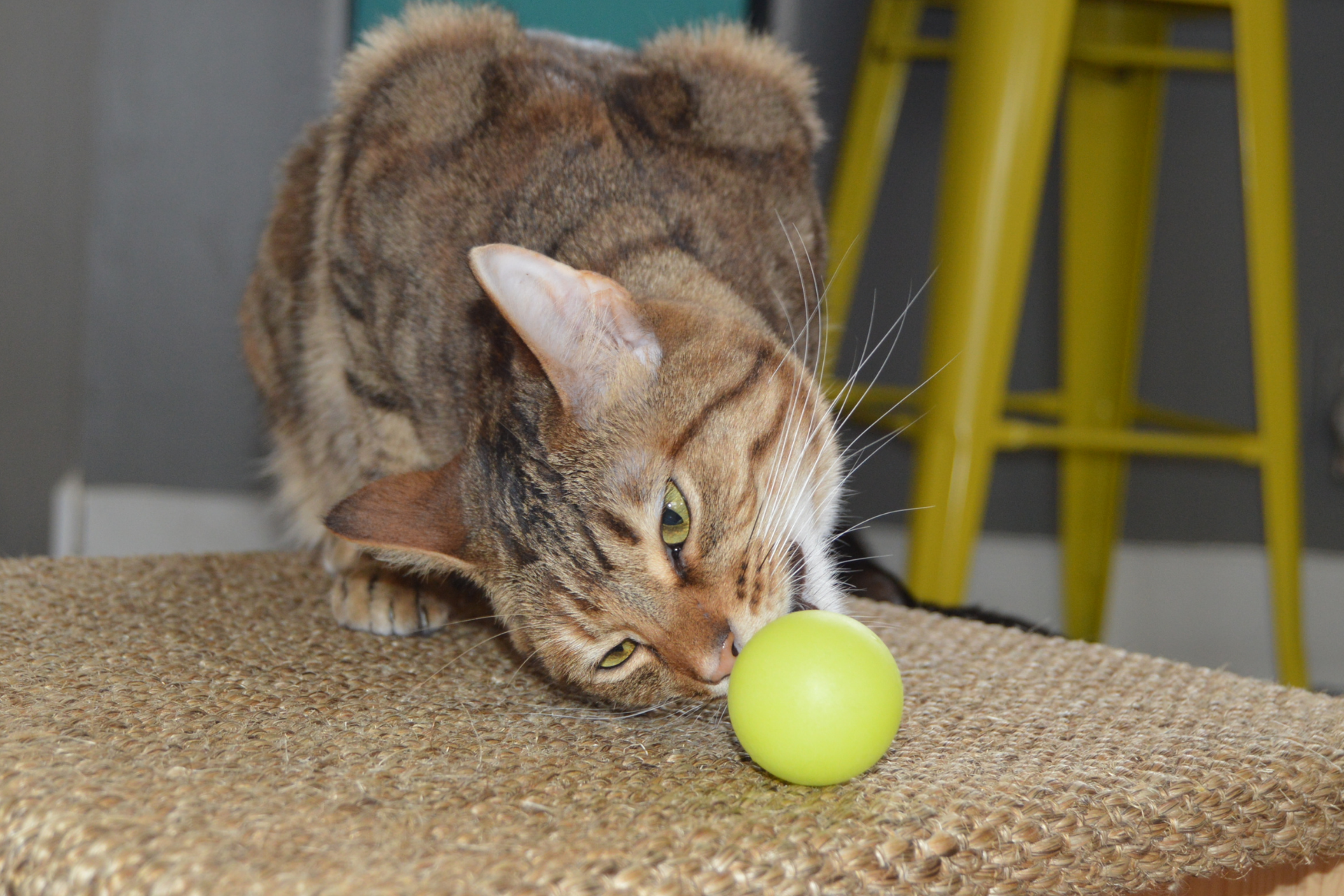 Why do cats knock things off tables?