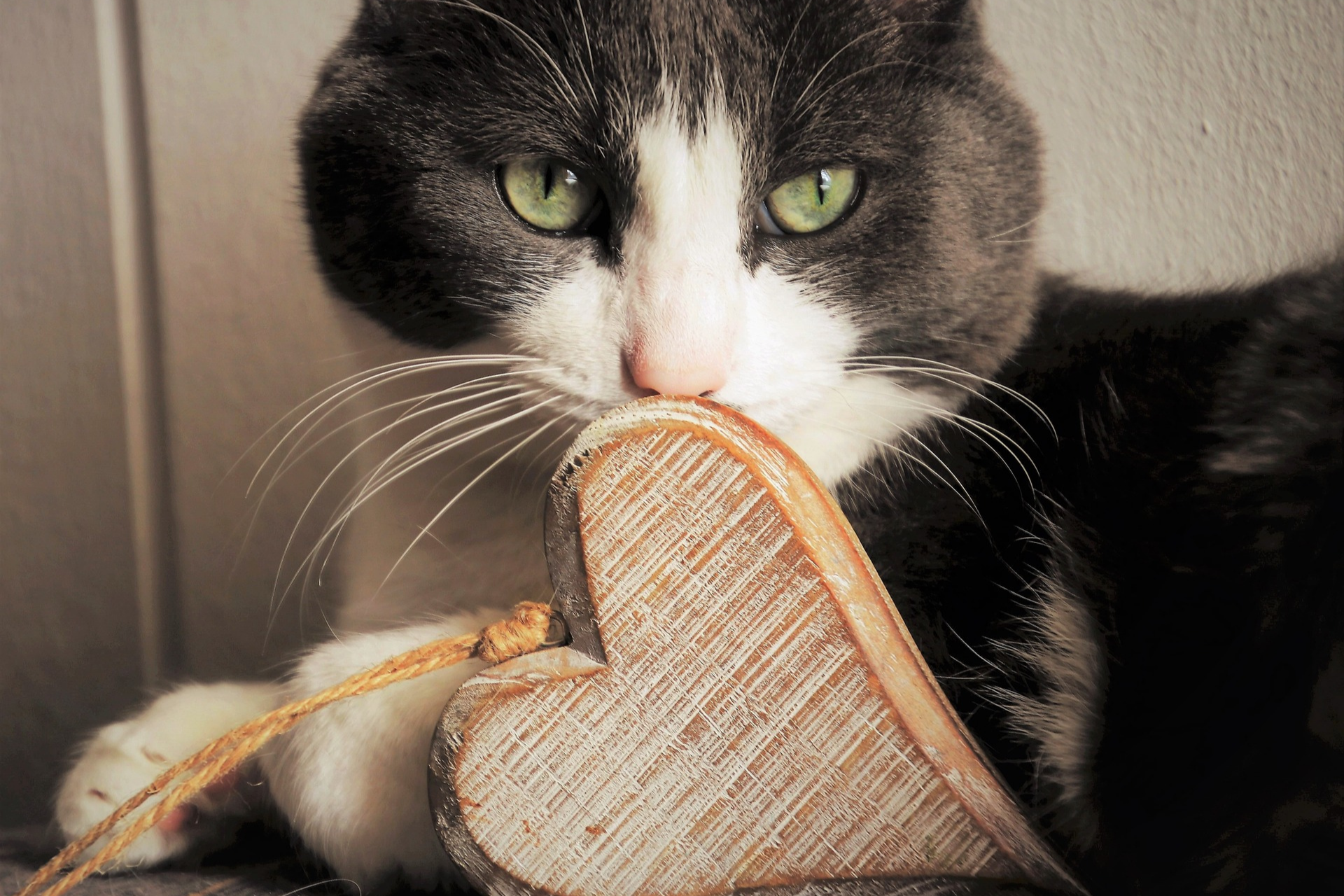 Favorite Ways Cats Show Love