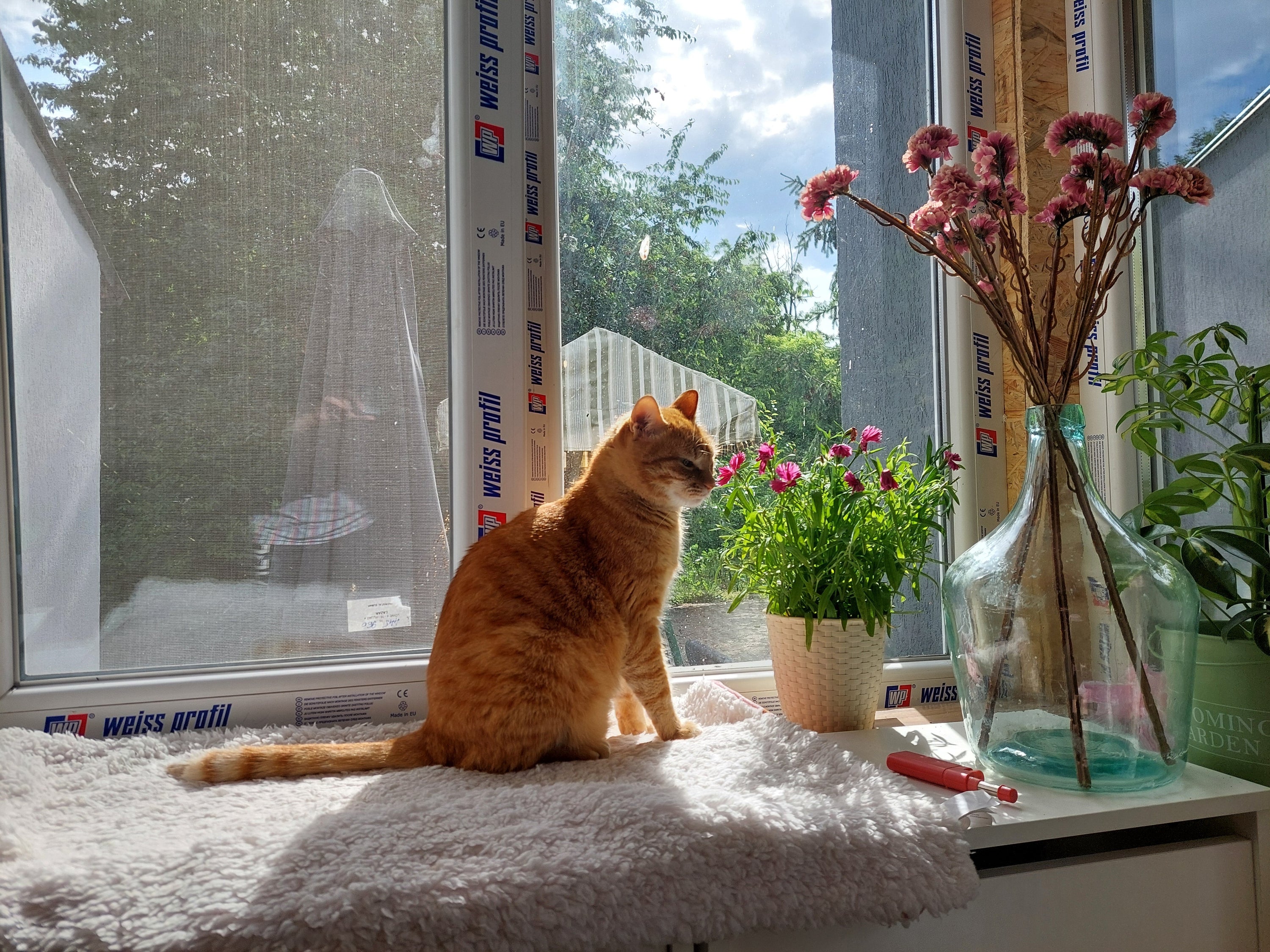 POV: You're An Indoor Cat. Here Are 5 Things You Wish Your Human Knew
