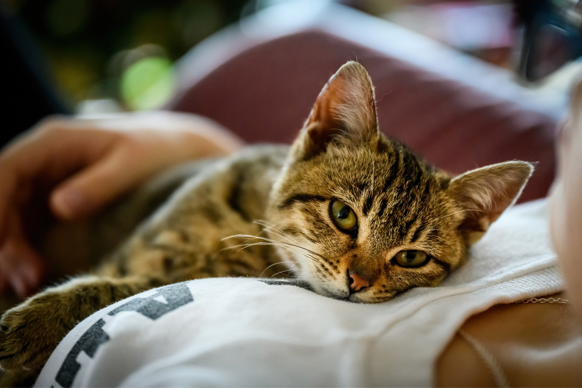 How to Enjoy Mother's Day With Your Cat