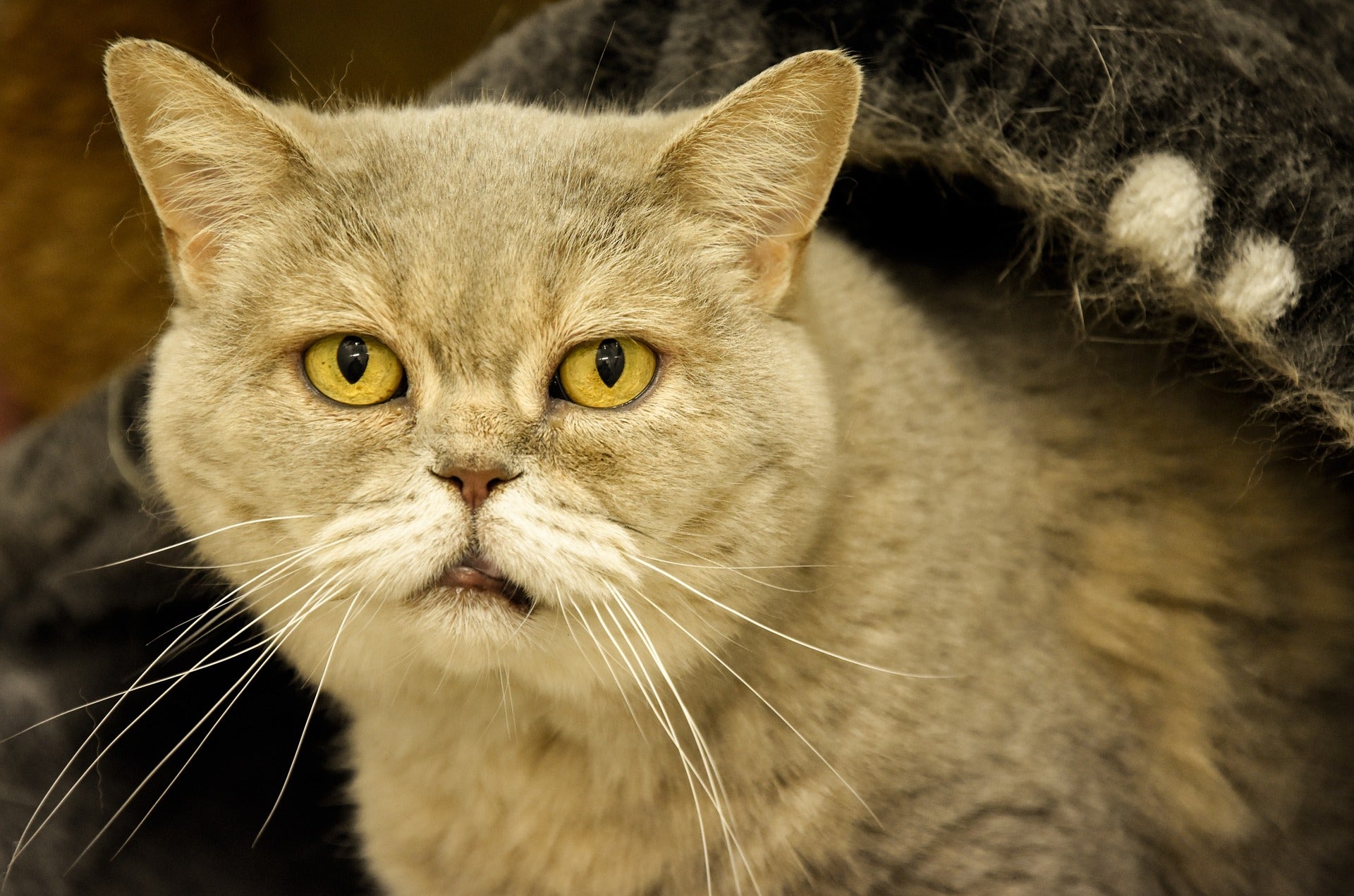 Purr-fectly Aged: Keeping Your Senior Cat Spry and Sassy