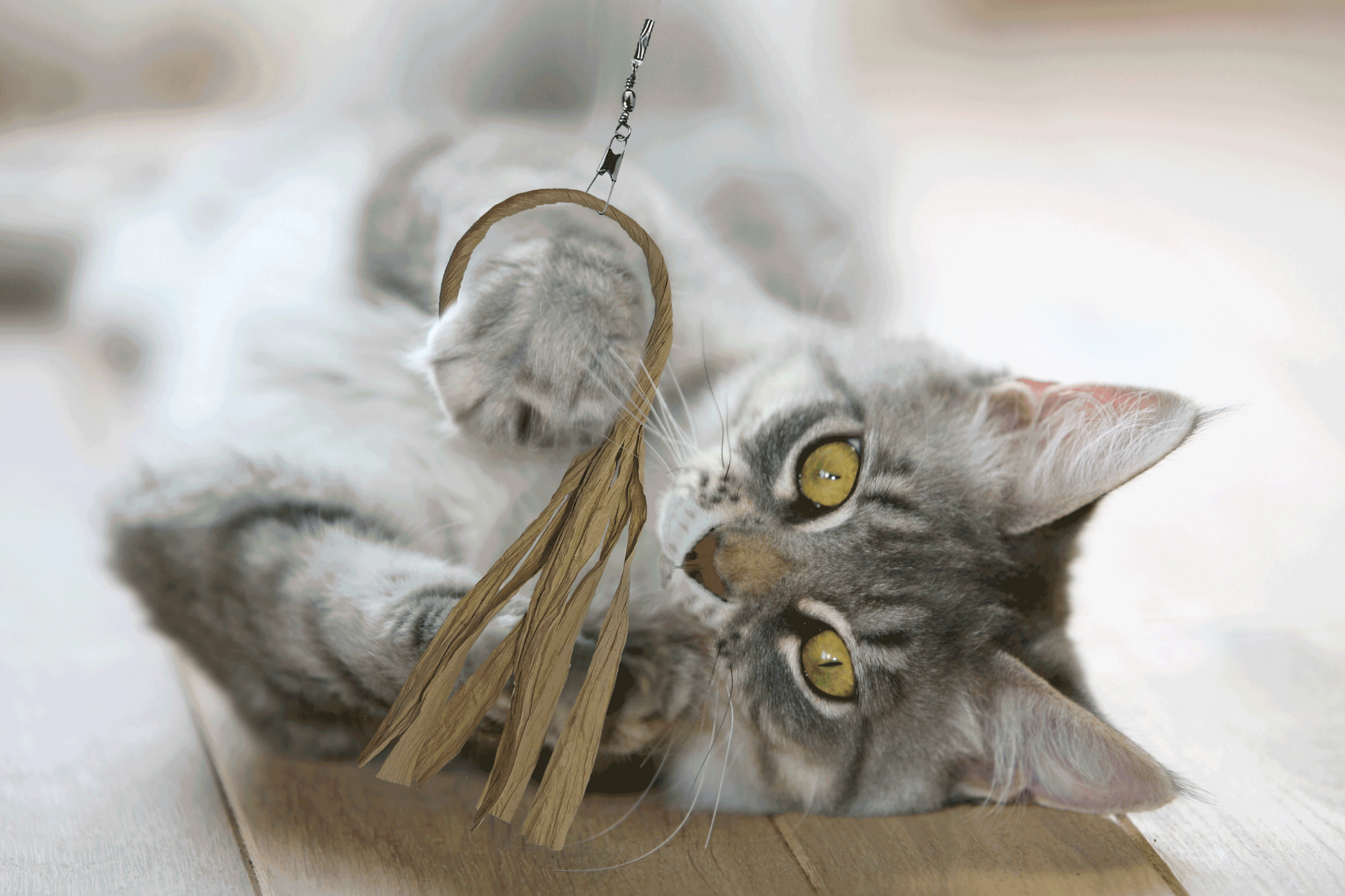 Paper and cardboard are two kitty favorites – Dezi & Roo