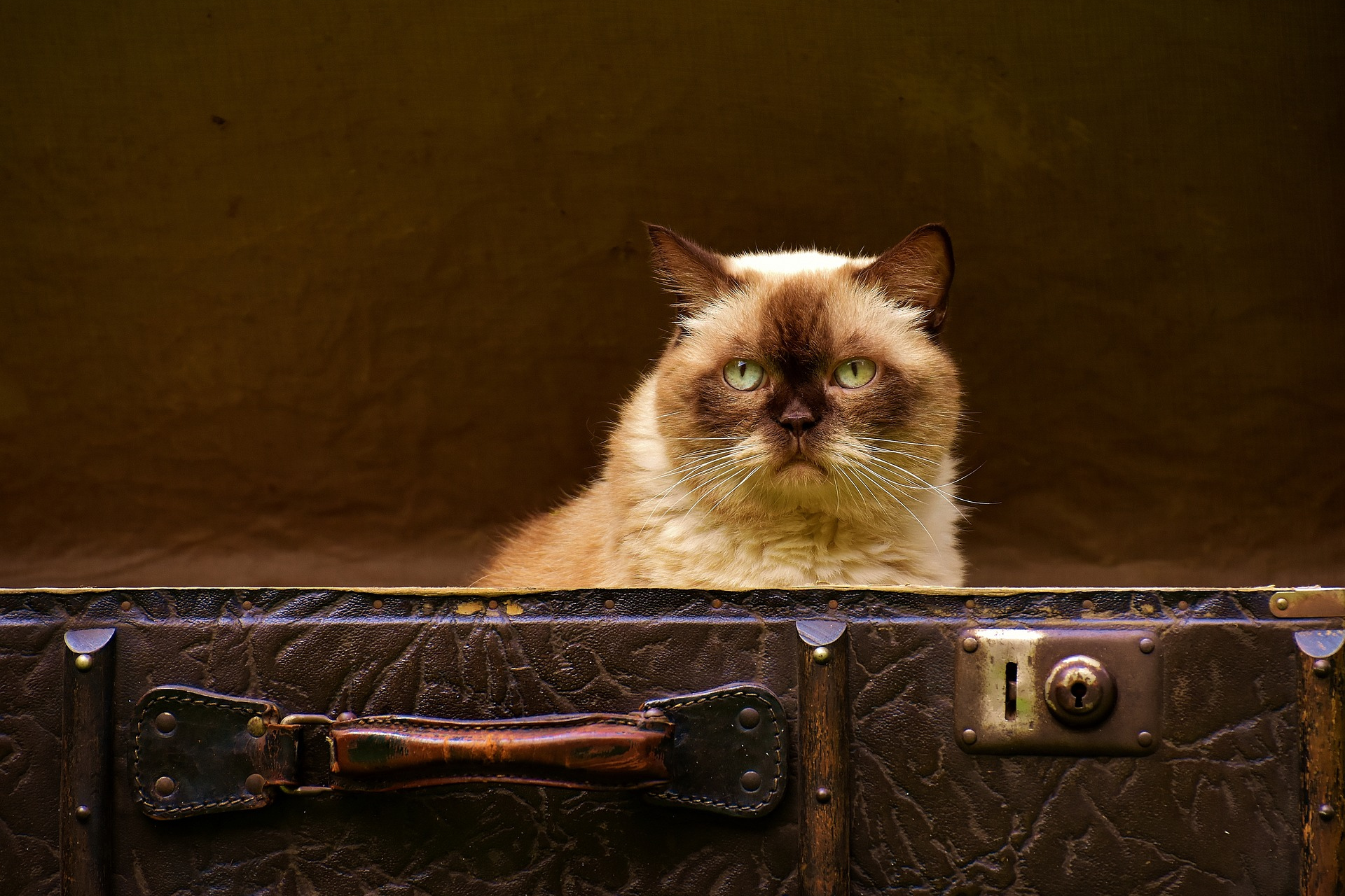 Tips for leaving your cat at home with a pet sitter