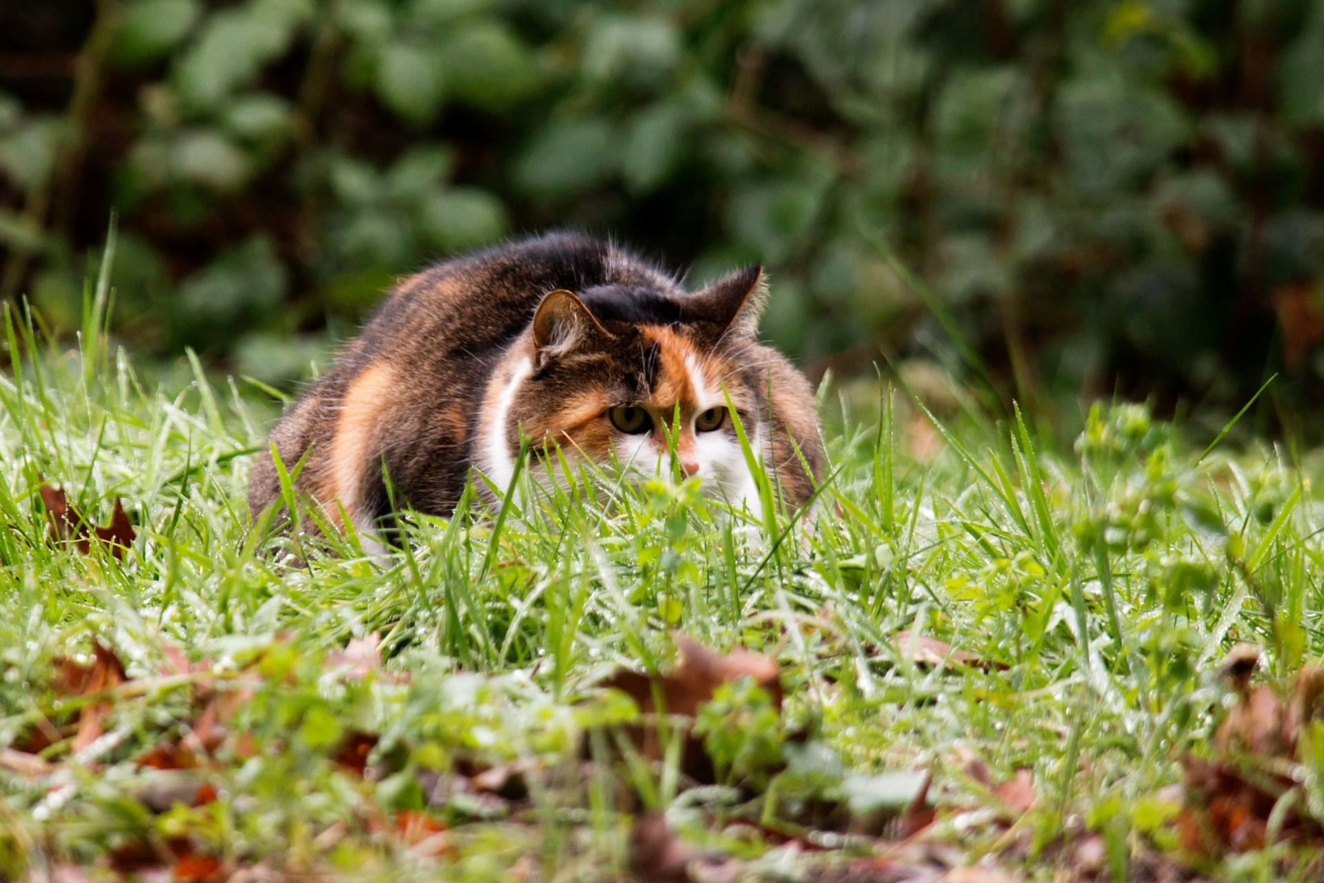 How to Satisfy Your Indoor Cat's Need to Hunt