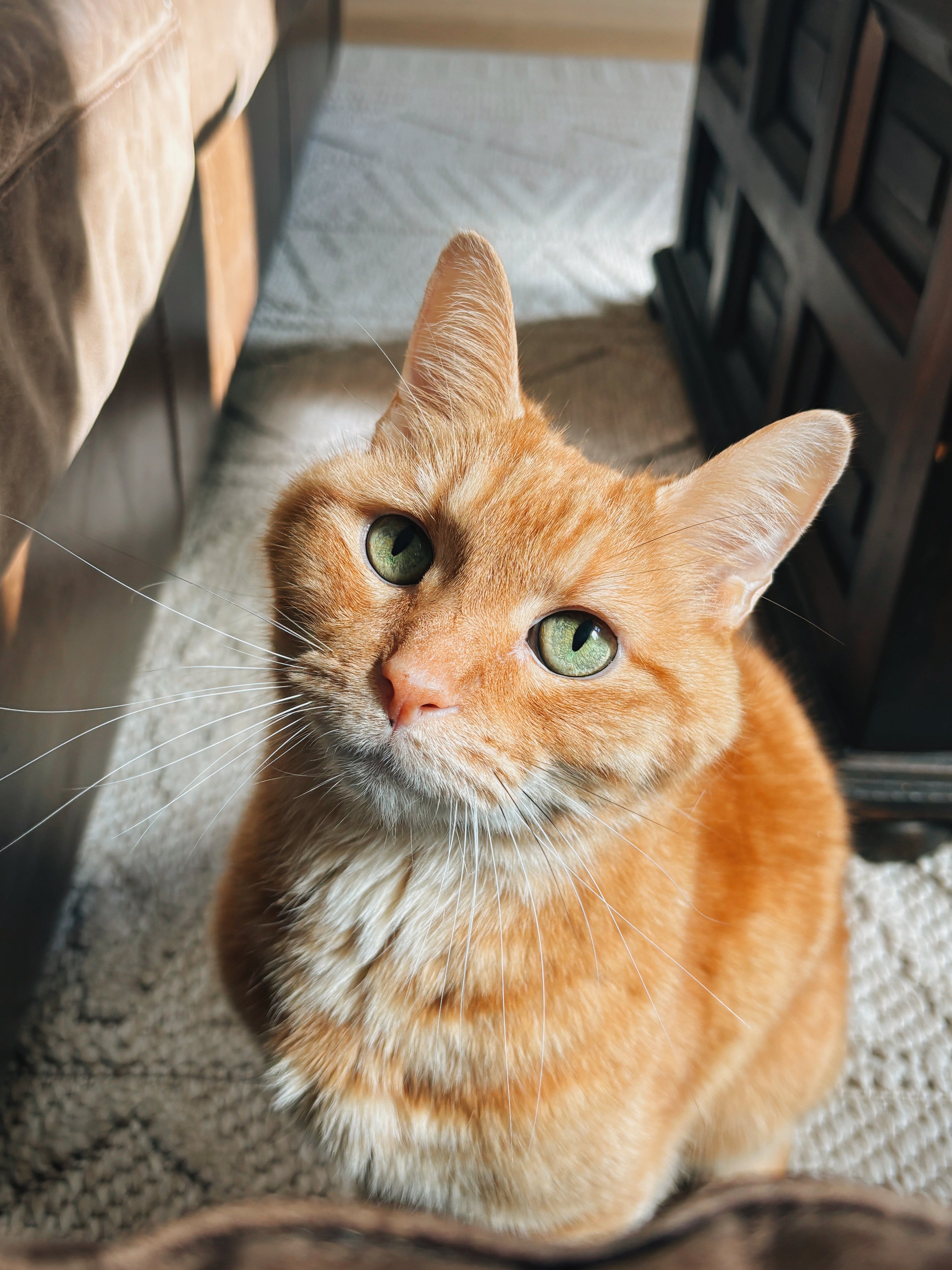 Cats and Their Golden Years