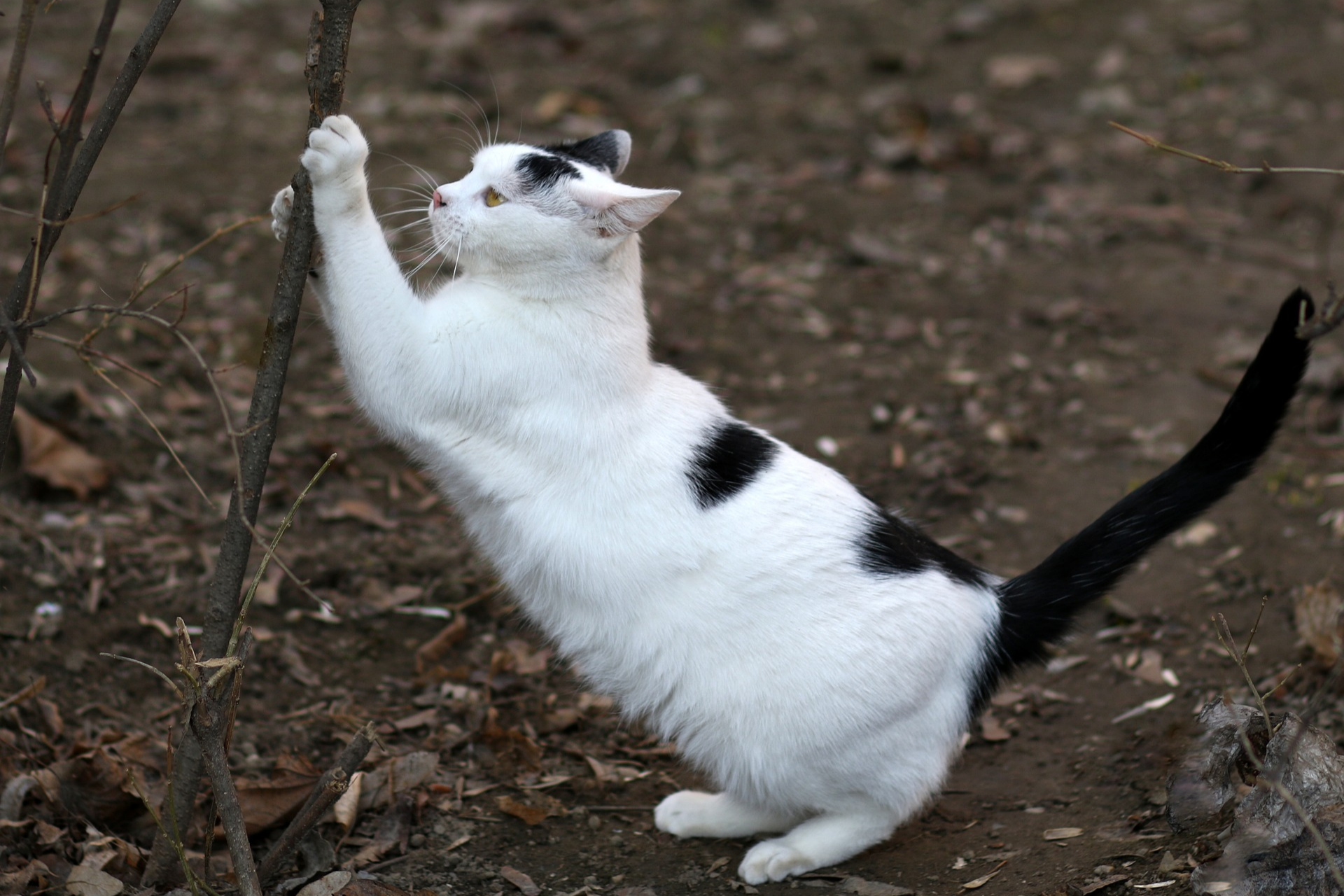 Every Cat Needs to Scratch