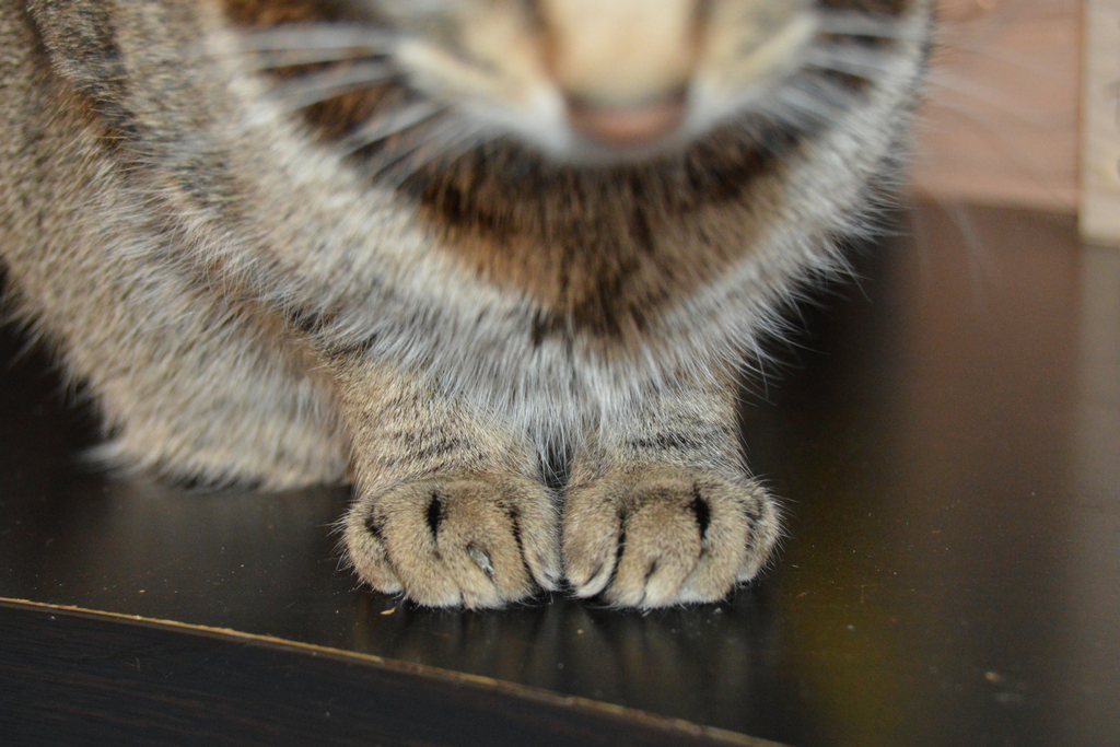 Declawing Cats: Why I've Never Done it in My Career as a Veterinarian