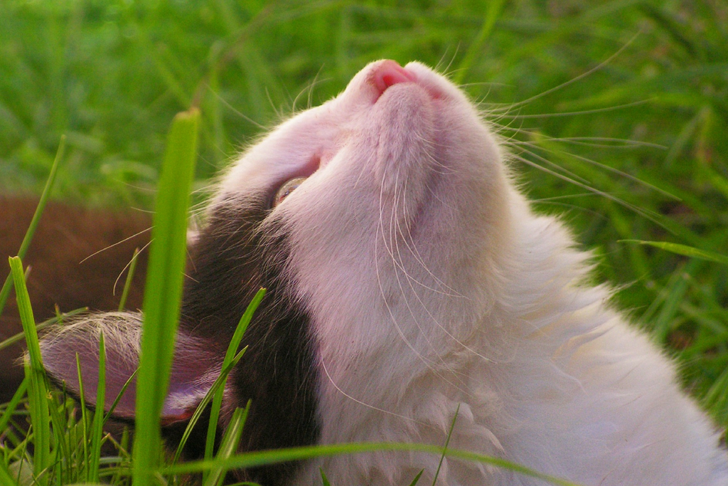 How to enrich your cat's life with scent enrichment