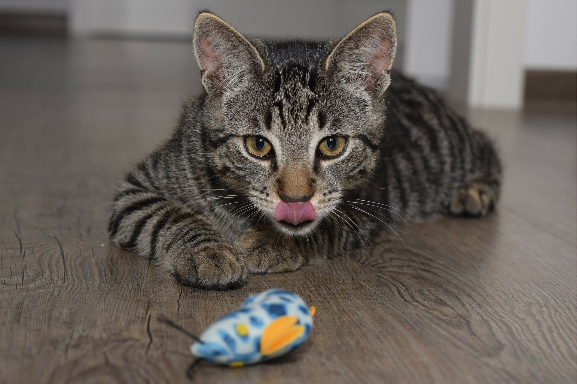 Do All Cats Hunt?