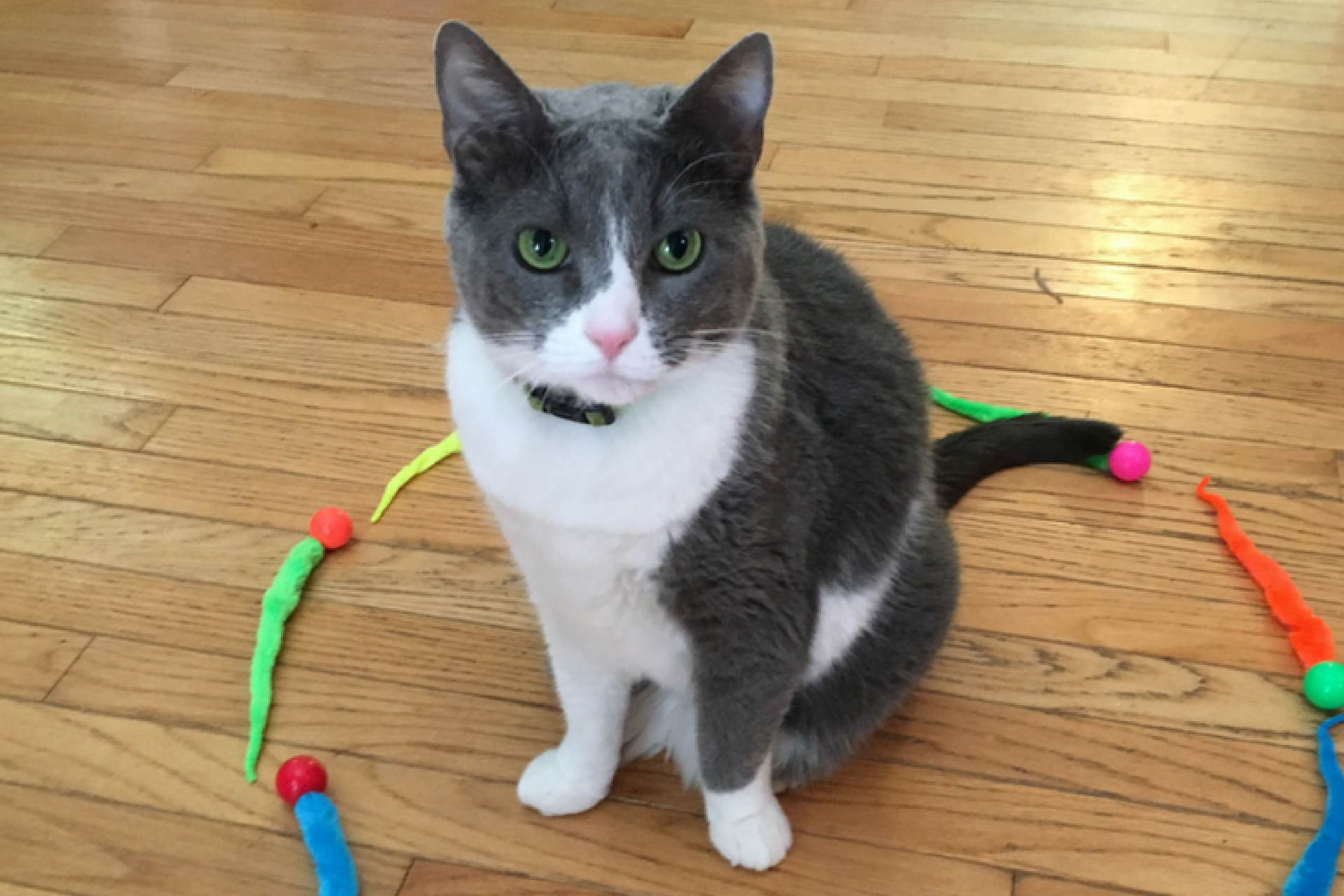 Cats in Circles - Fact or Fiction?
