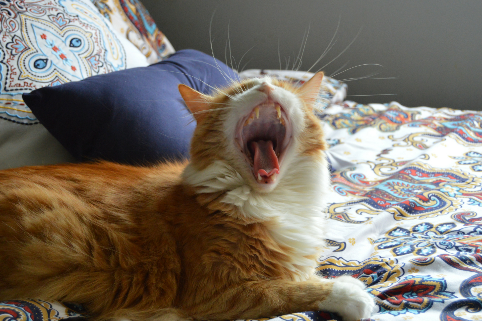 How to Make Medicating Your Cat Easy