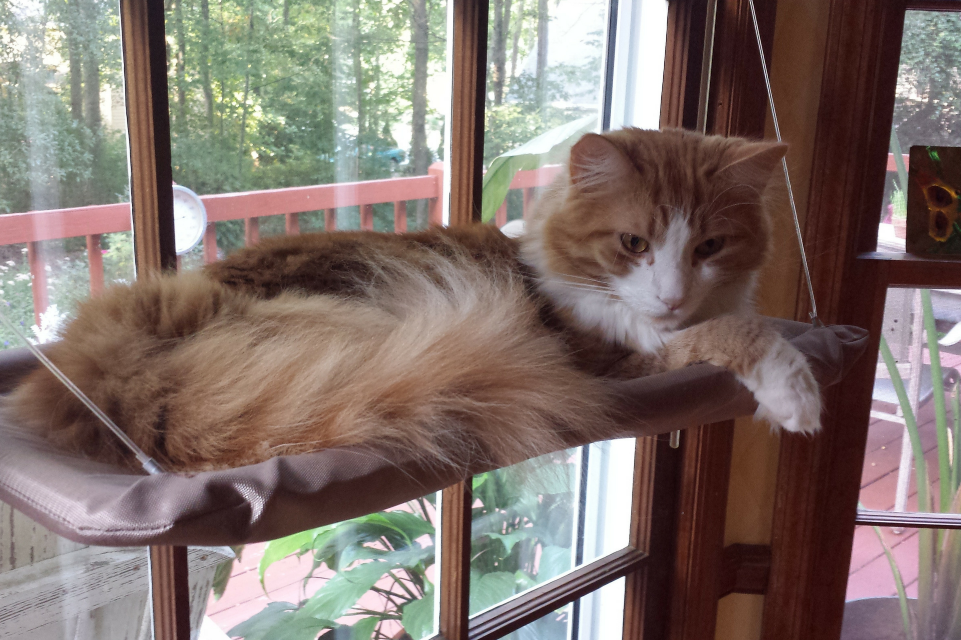 5 Things Every Indoor Cat MUST Have to be Happy