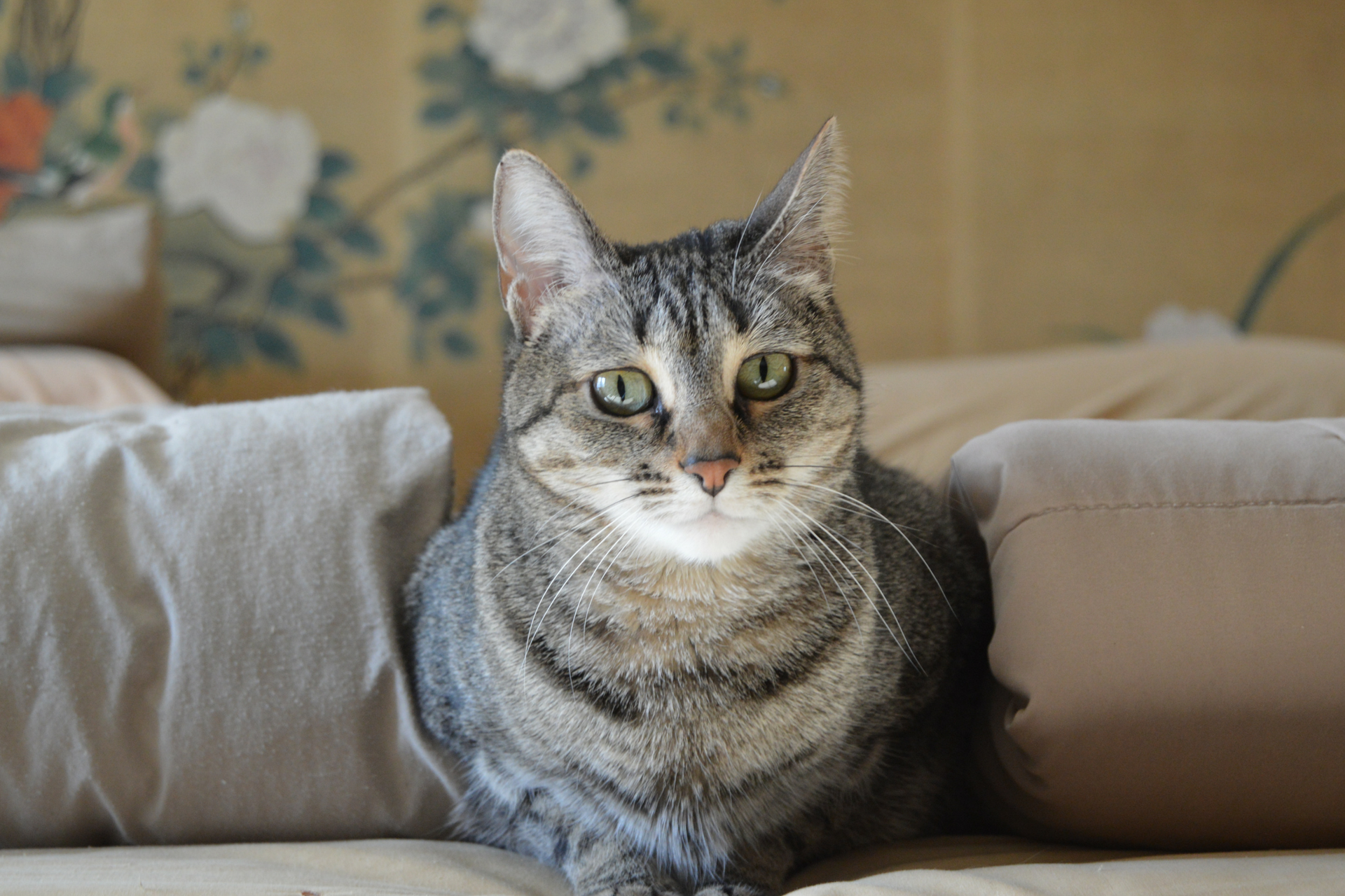 Every Cat Owner Should Know These 10 Things
