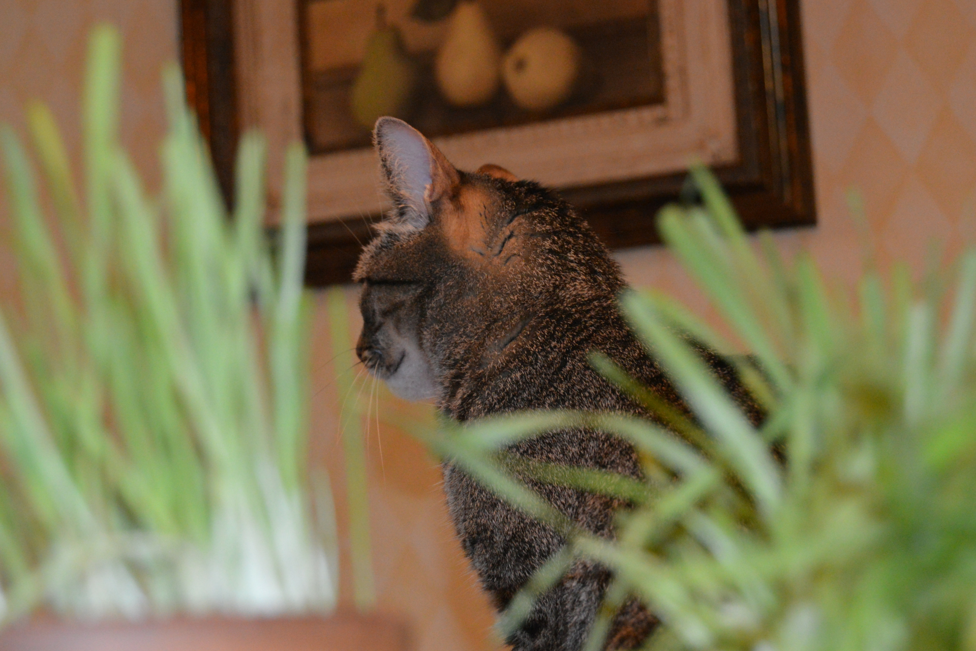 The Purrfect Cat Grass in Three Easy Steps