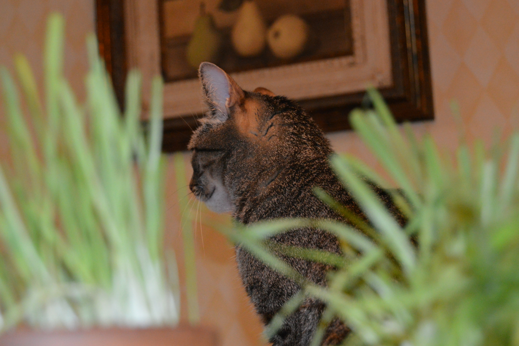 The Purrfect Cat Grass in Three Easy Steps