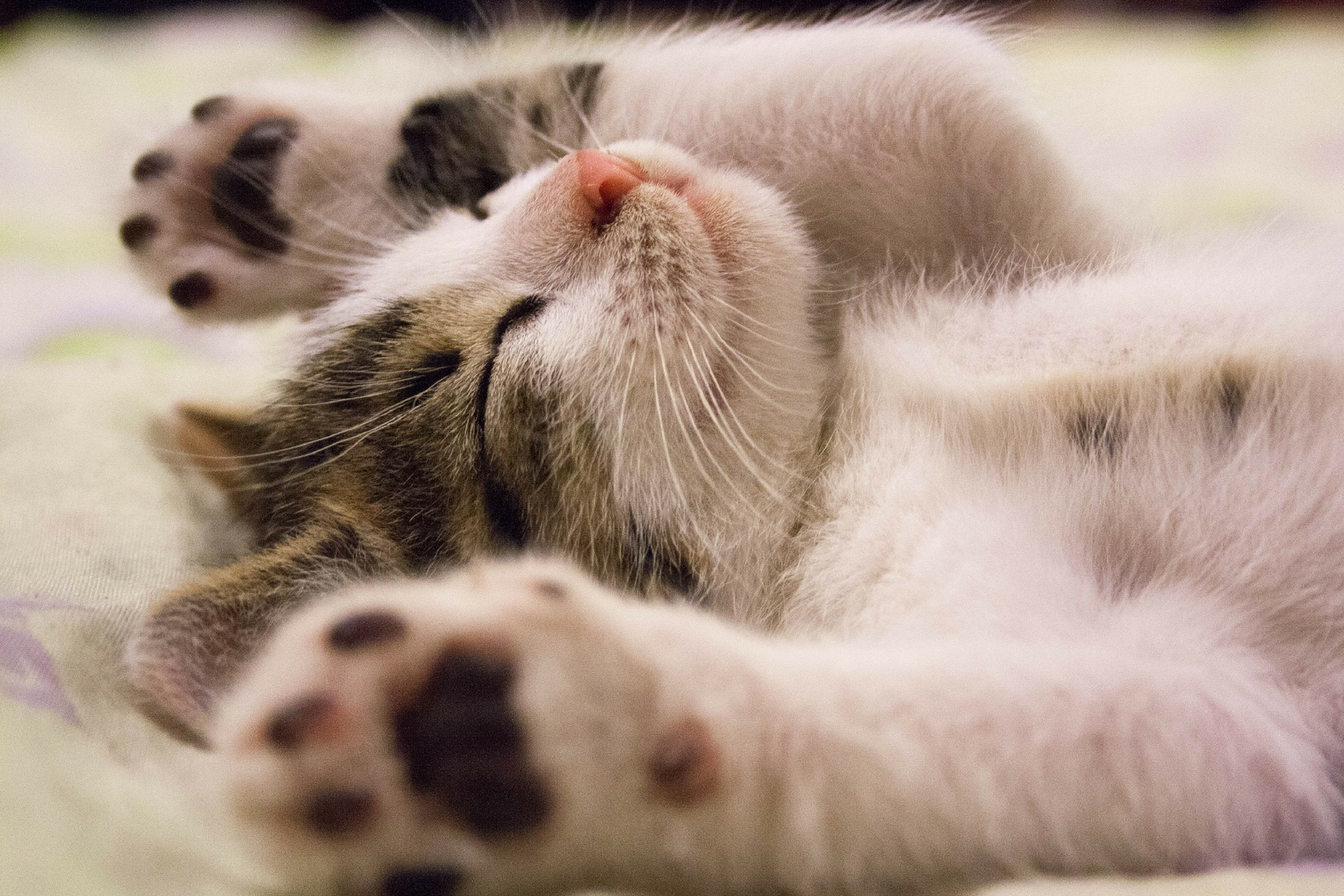 Sleeping with Cats