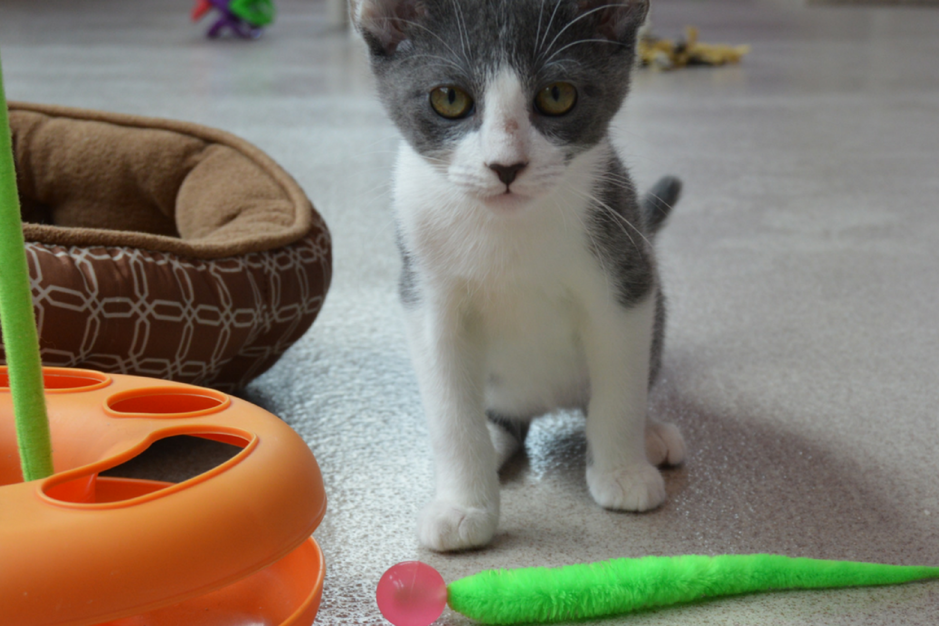 Easy Ways to Prevent Toy Fatigue