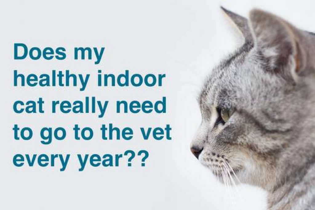 Should You Take Your Cat to the Vet Every Year?