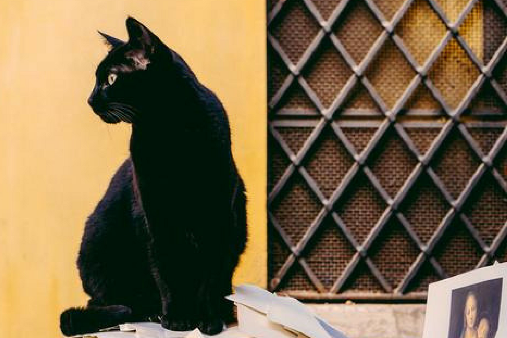 Simple Ways to Bring the Outdoors In For Your Cat: Part 1