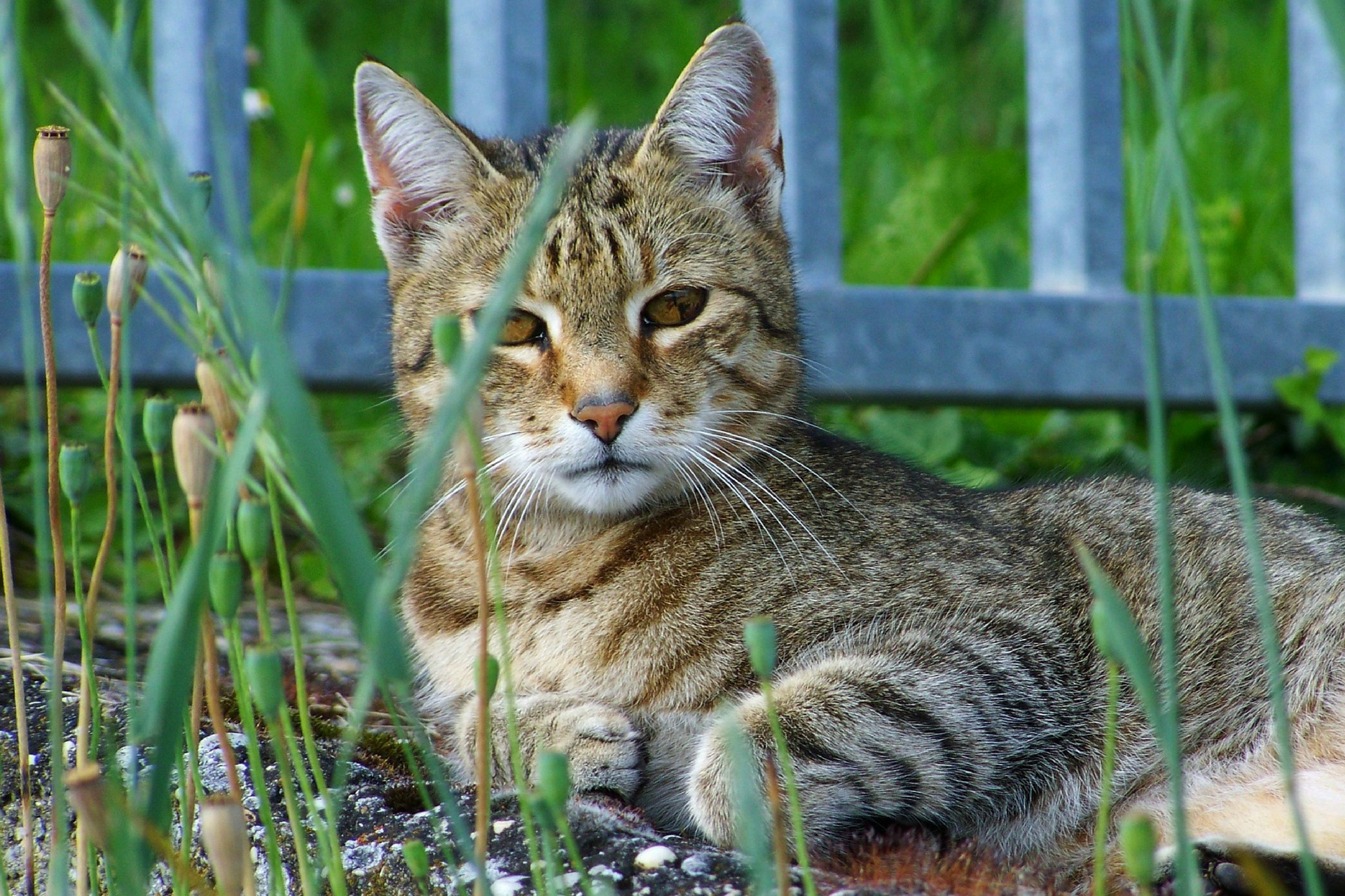 Simple Ways to Bring the Outdoors In For Your Cat: Part 2
