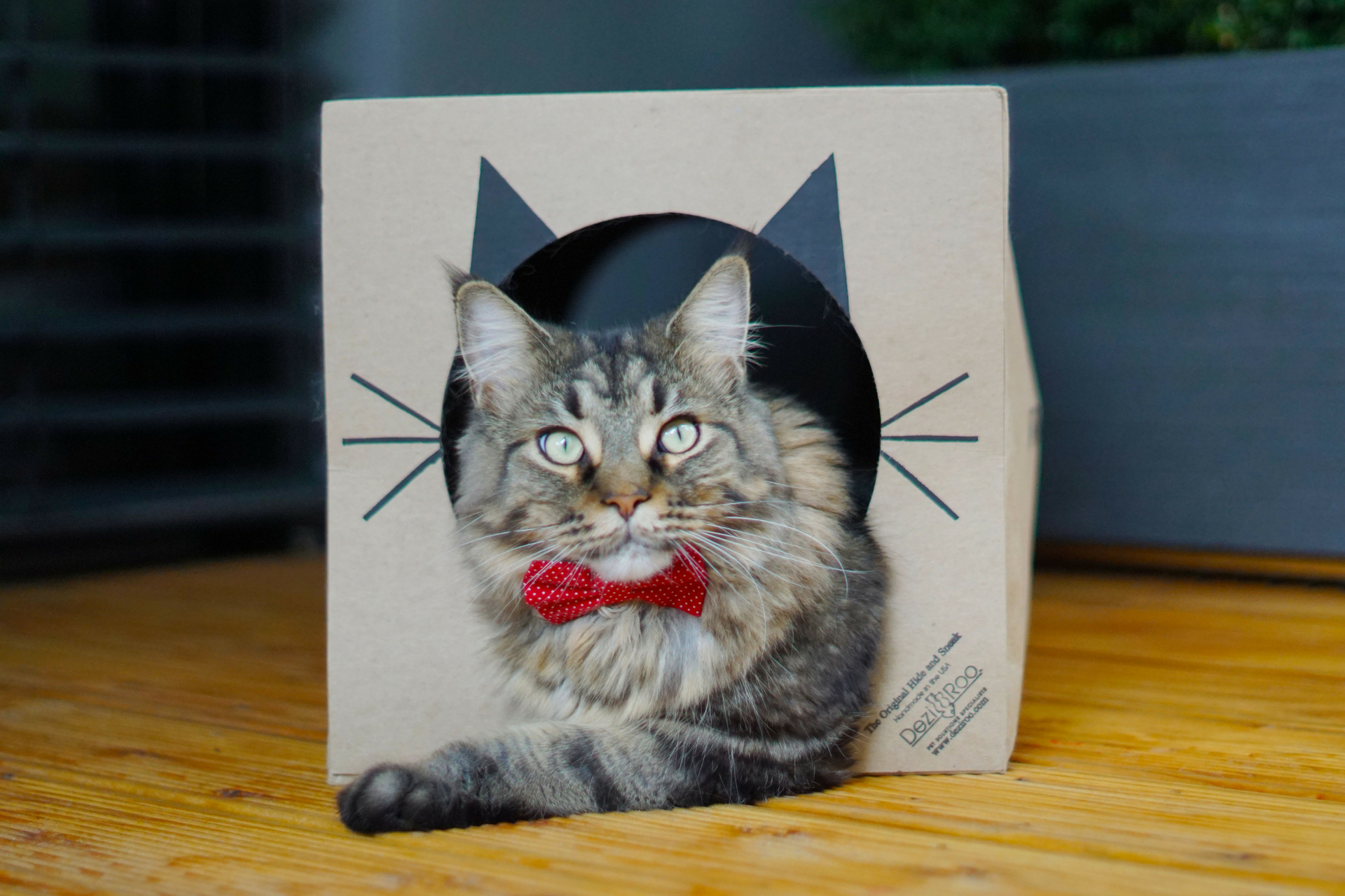 Cats who "crush" on the Hide and Sneak