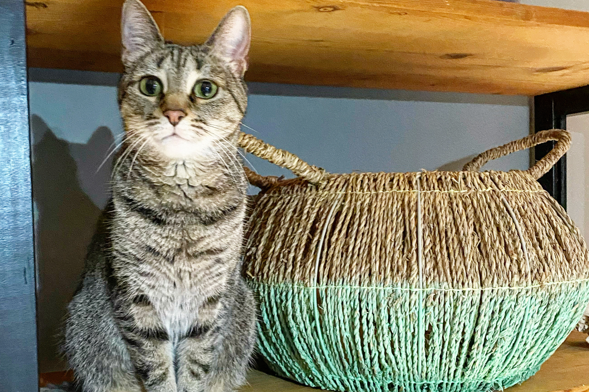 grey tabby cat staring at camera sitting next to a basket