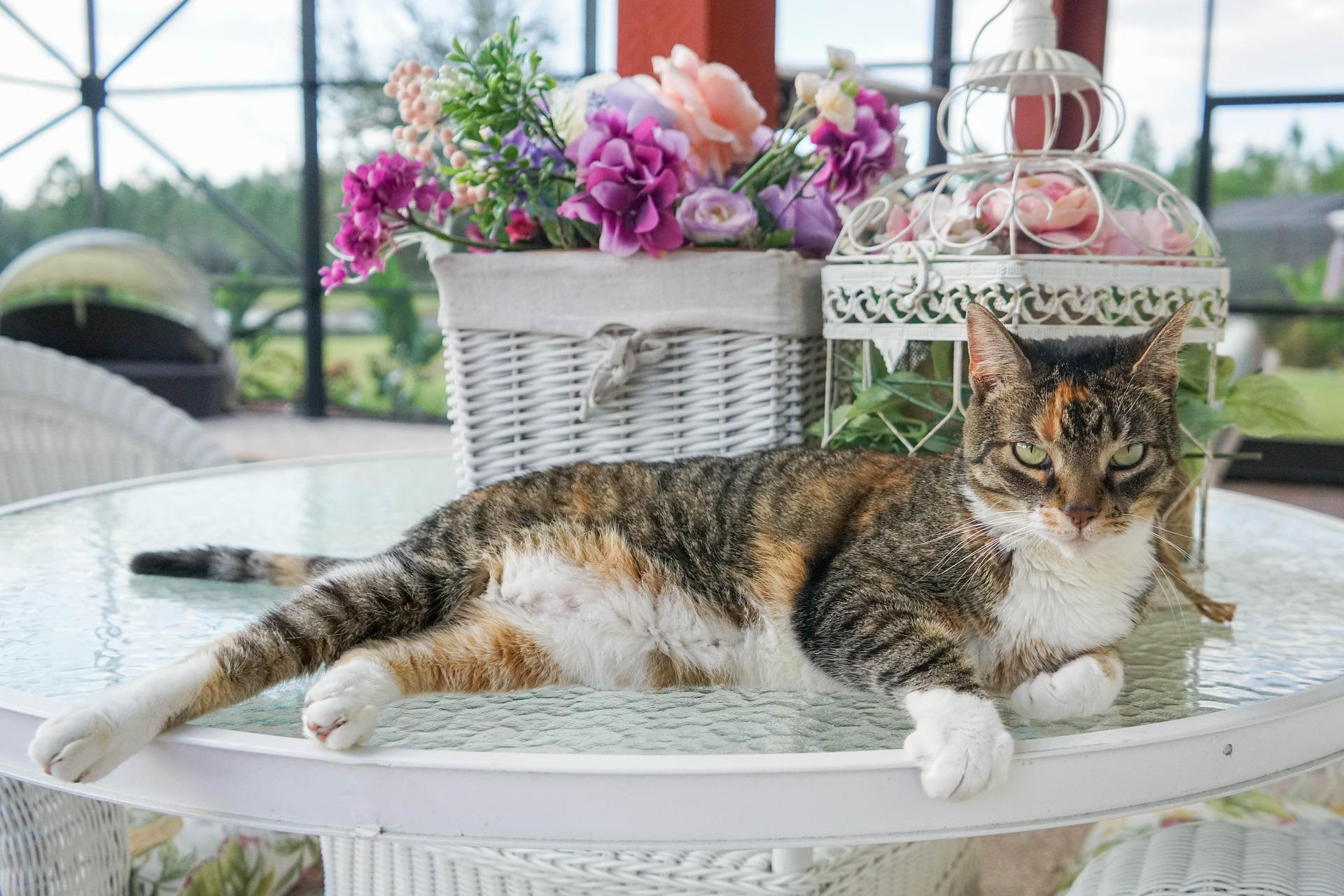 3 Ways for Your Cat to Enjoy the Outdoors This Spring